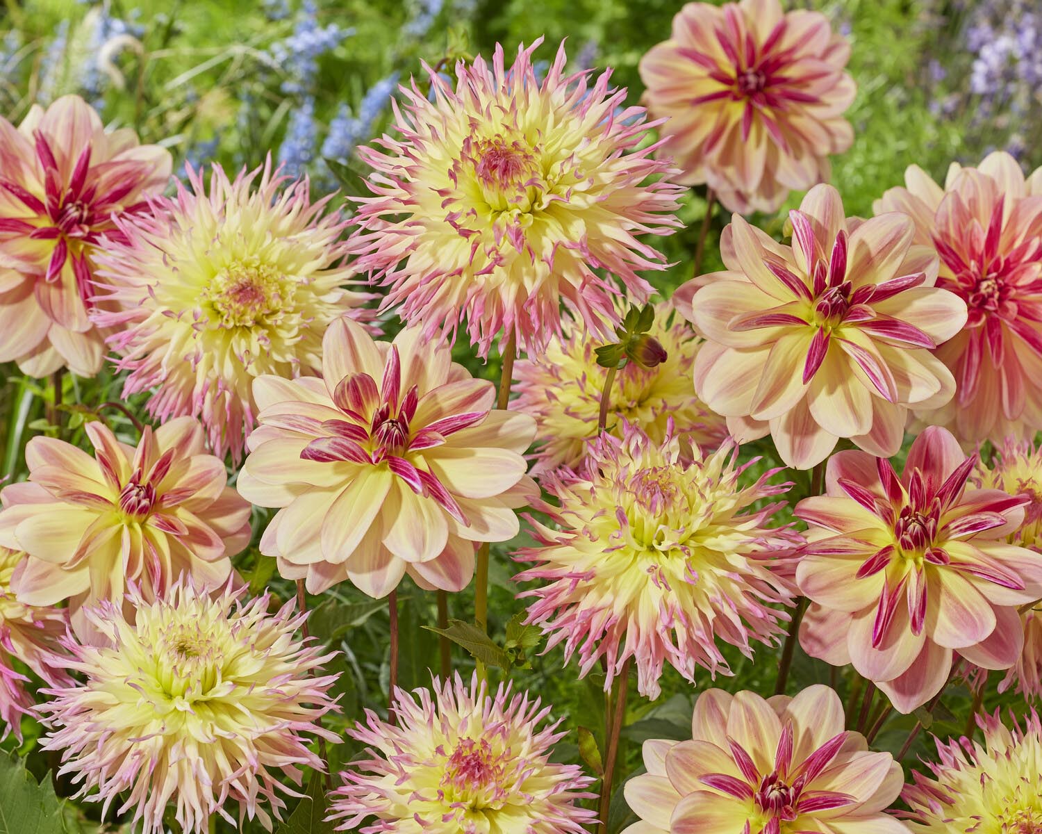 Dahlia 'Hapet Perfect' - Image 5