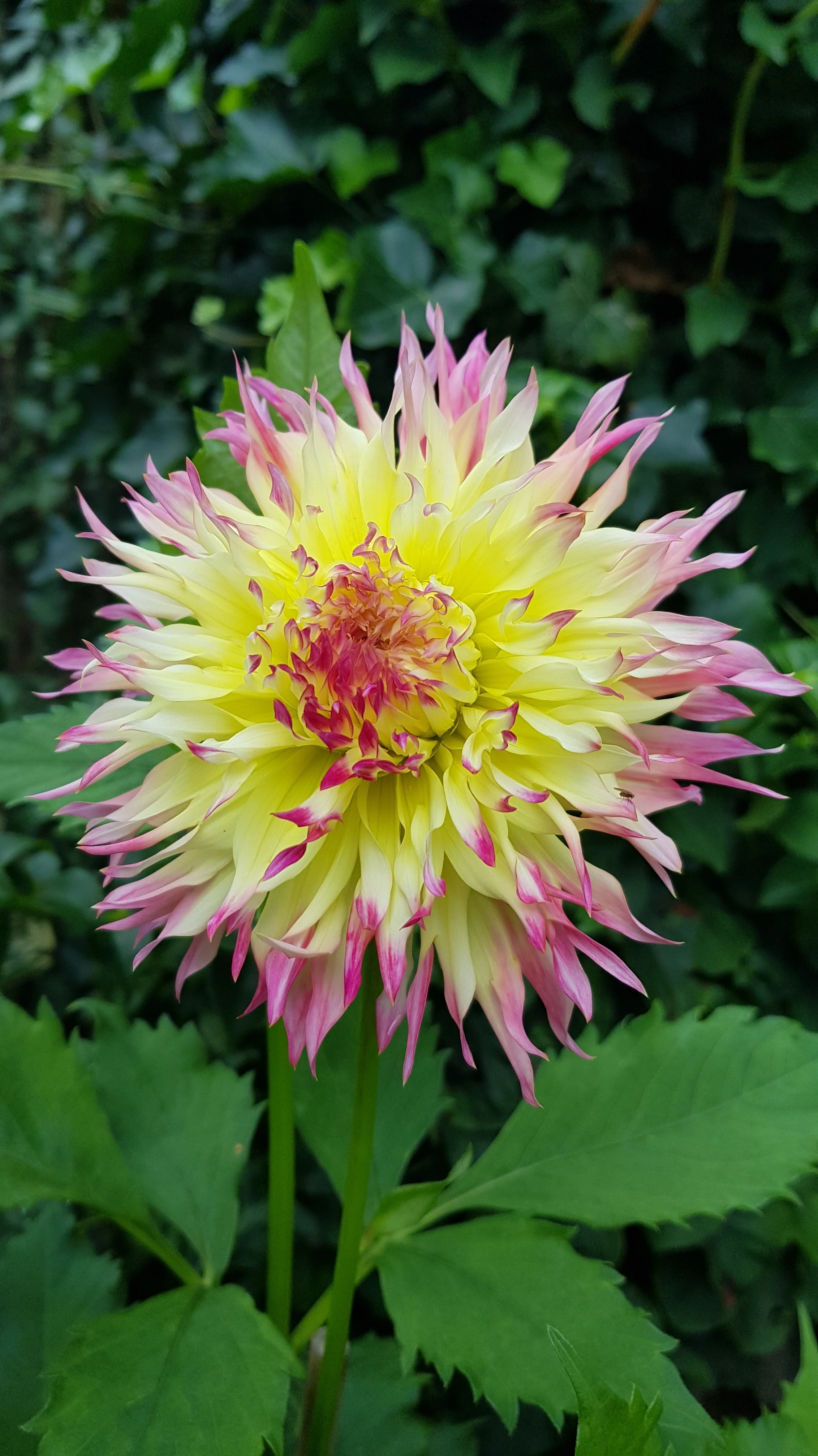 Dahlia 'Hapet Perfect' - Image 6