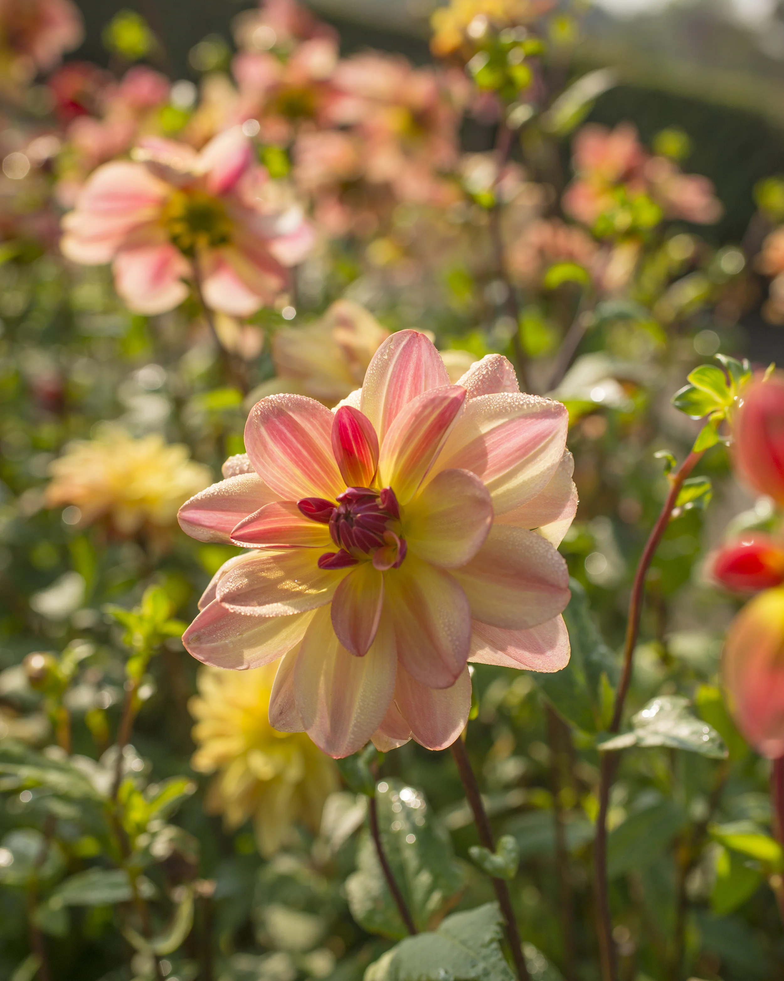 Dahlia 'Happy Butterfly' - Image 5