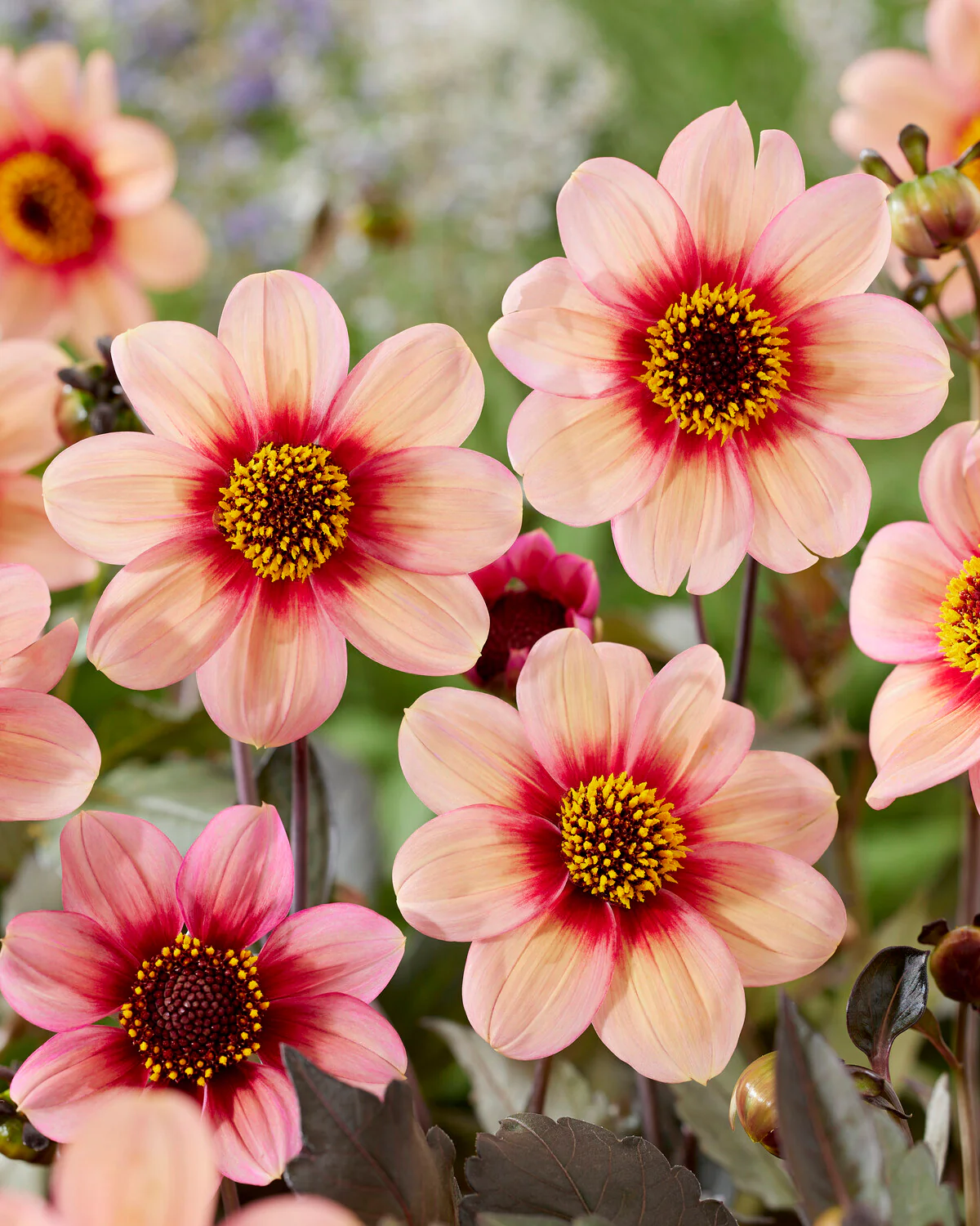 Dahlia 'HS Kiss' - Image 3