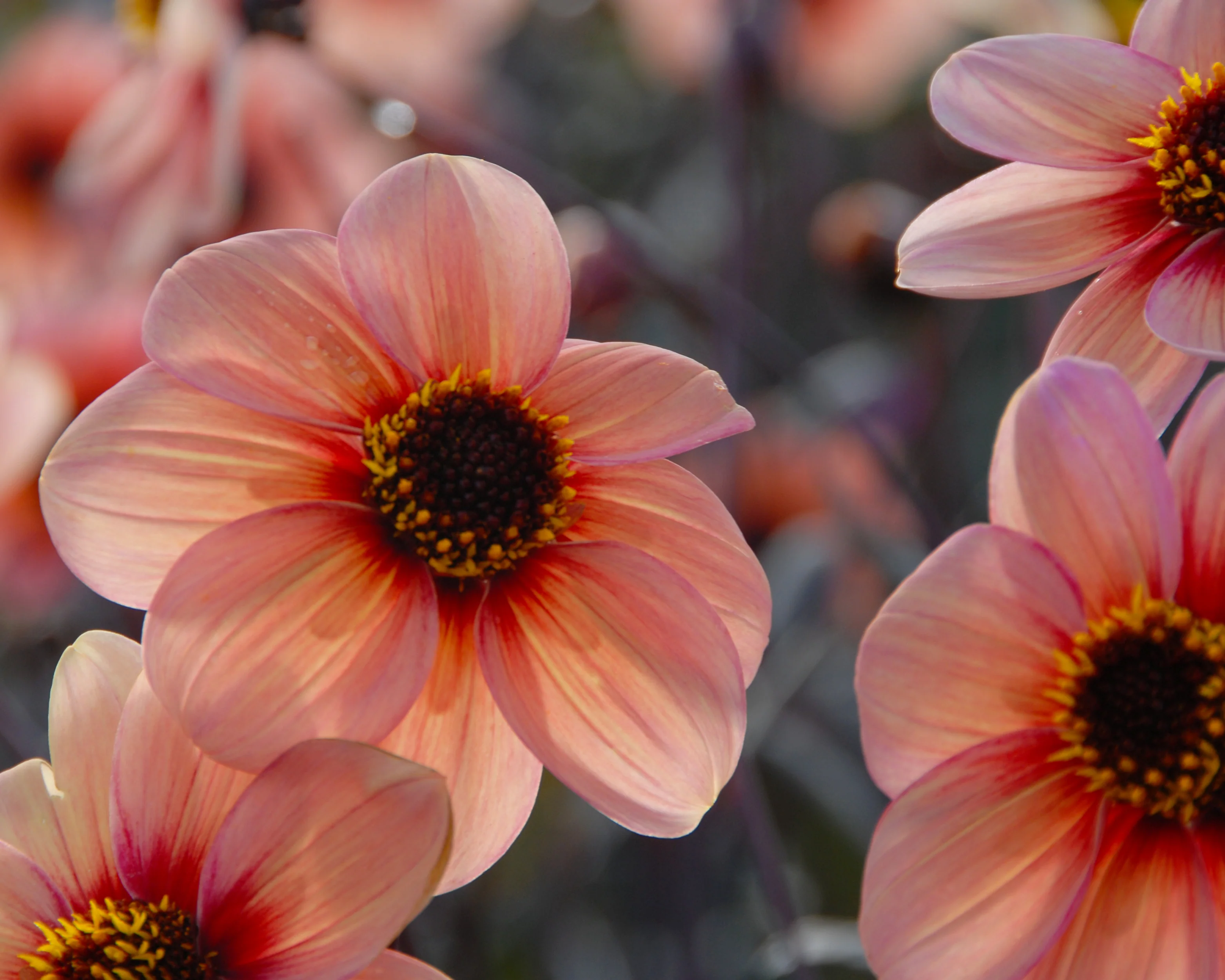 Dahlia 'HS Kiss' - Image 4