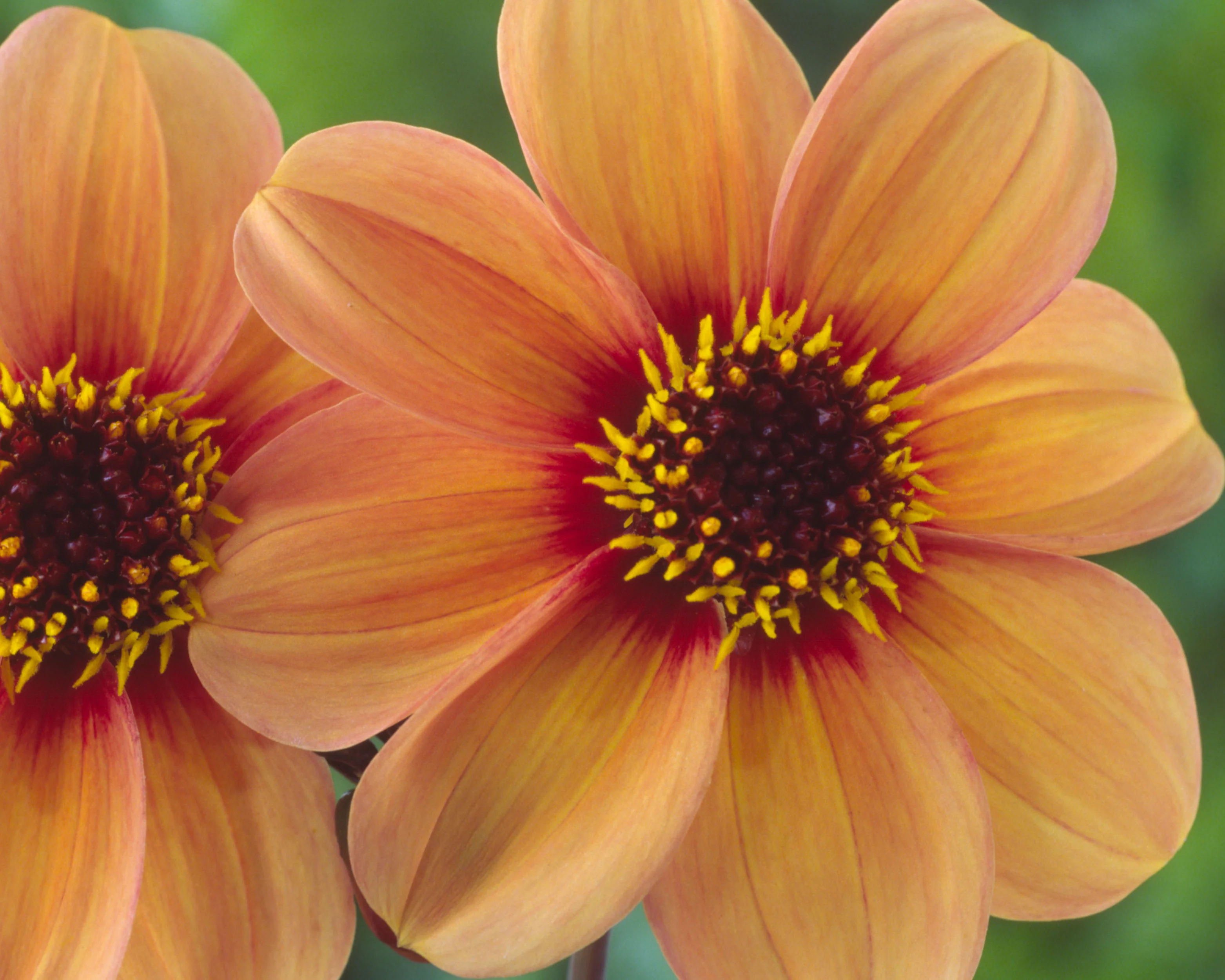 Dahlia 'HS Kiss' - Image 7