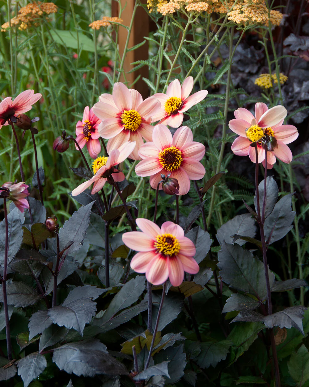 Dahlia 'HS Kiss' - Image 8