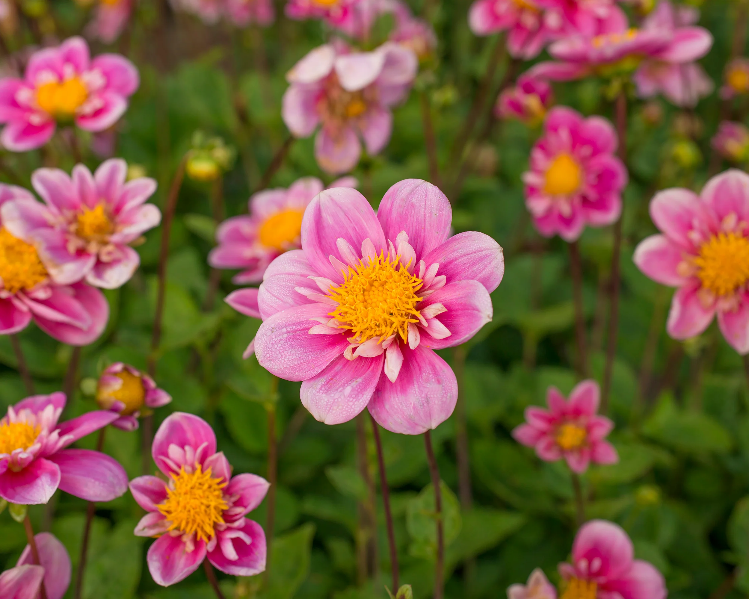 Dahlia 'Hartenaas' - Image 3
