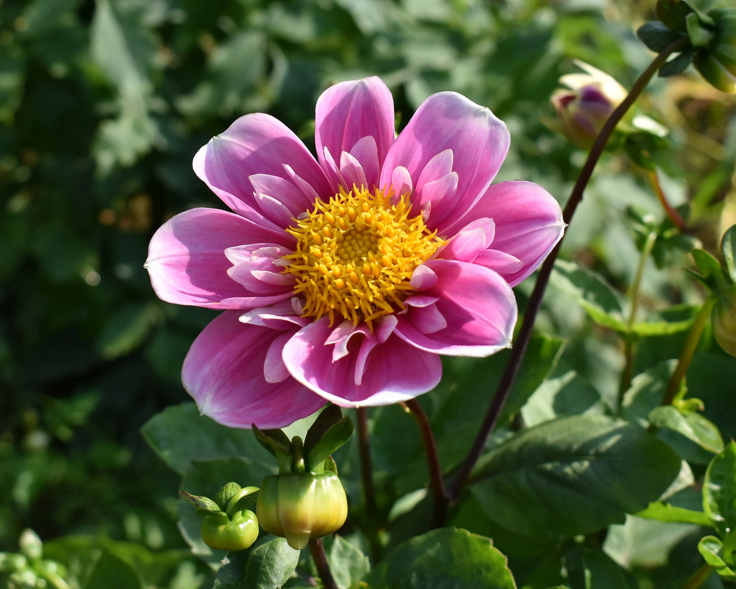 Dahlia 'Hartenaas' - Image 5