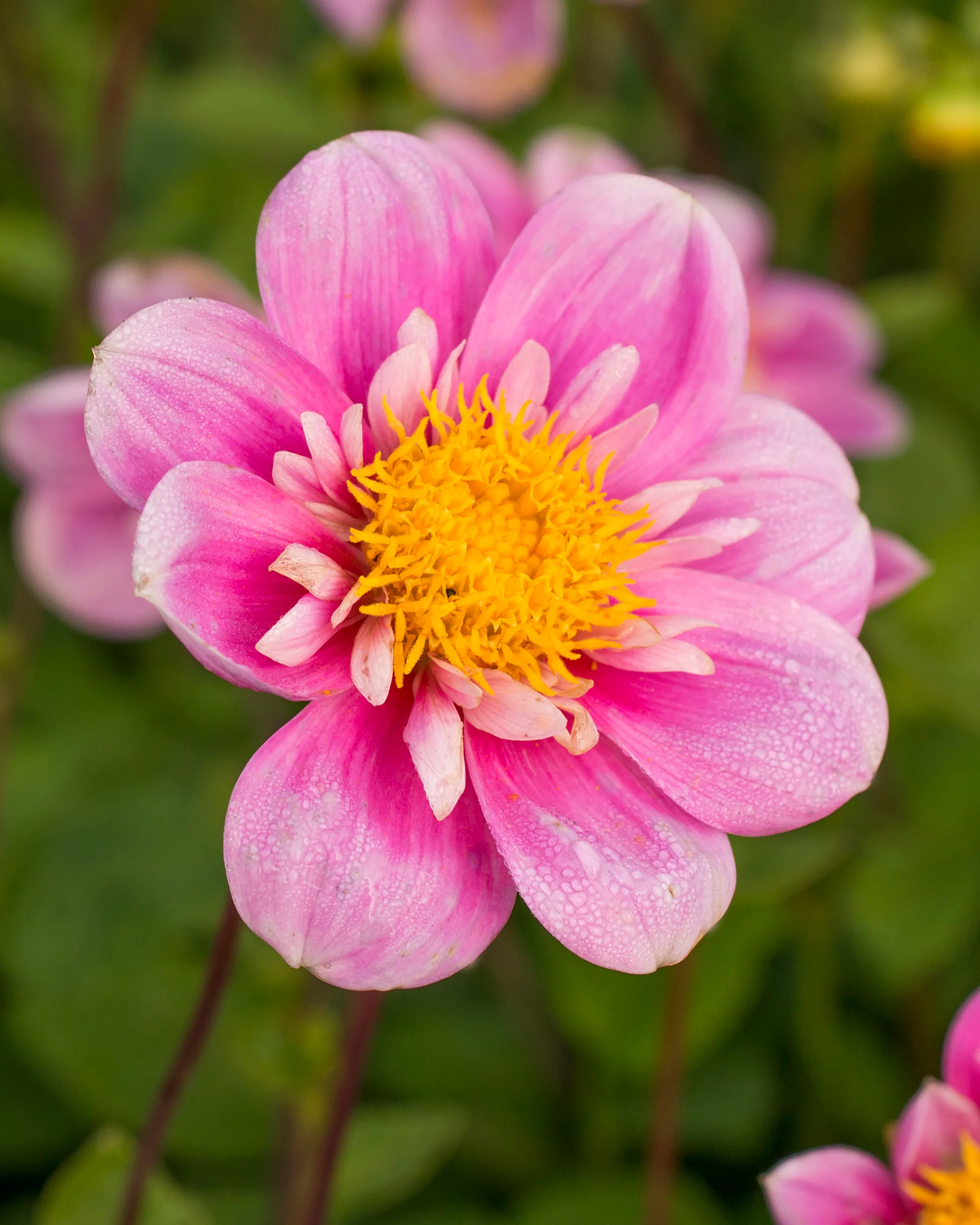 Dahlia 'Hartenaas' - Image 6