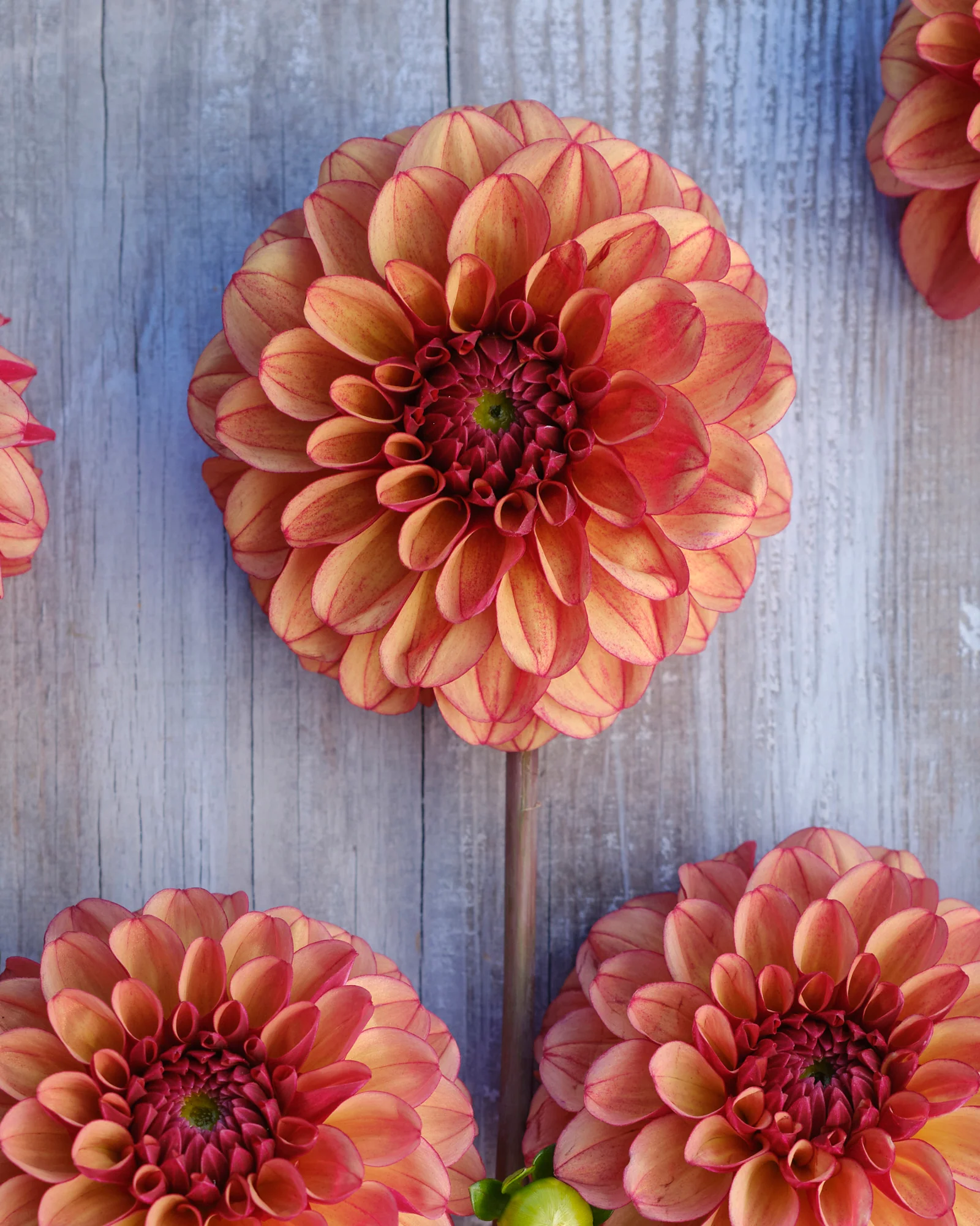 Dahlia 'High Fidelity' - Image 5