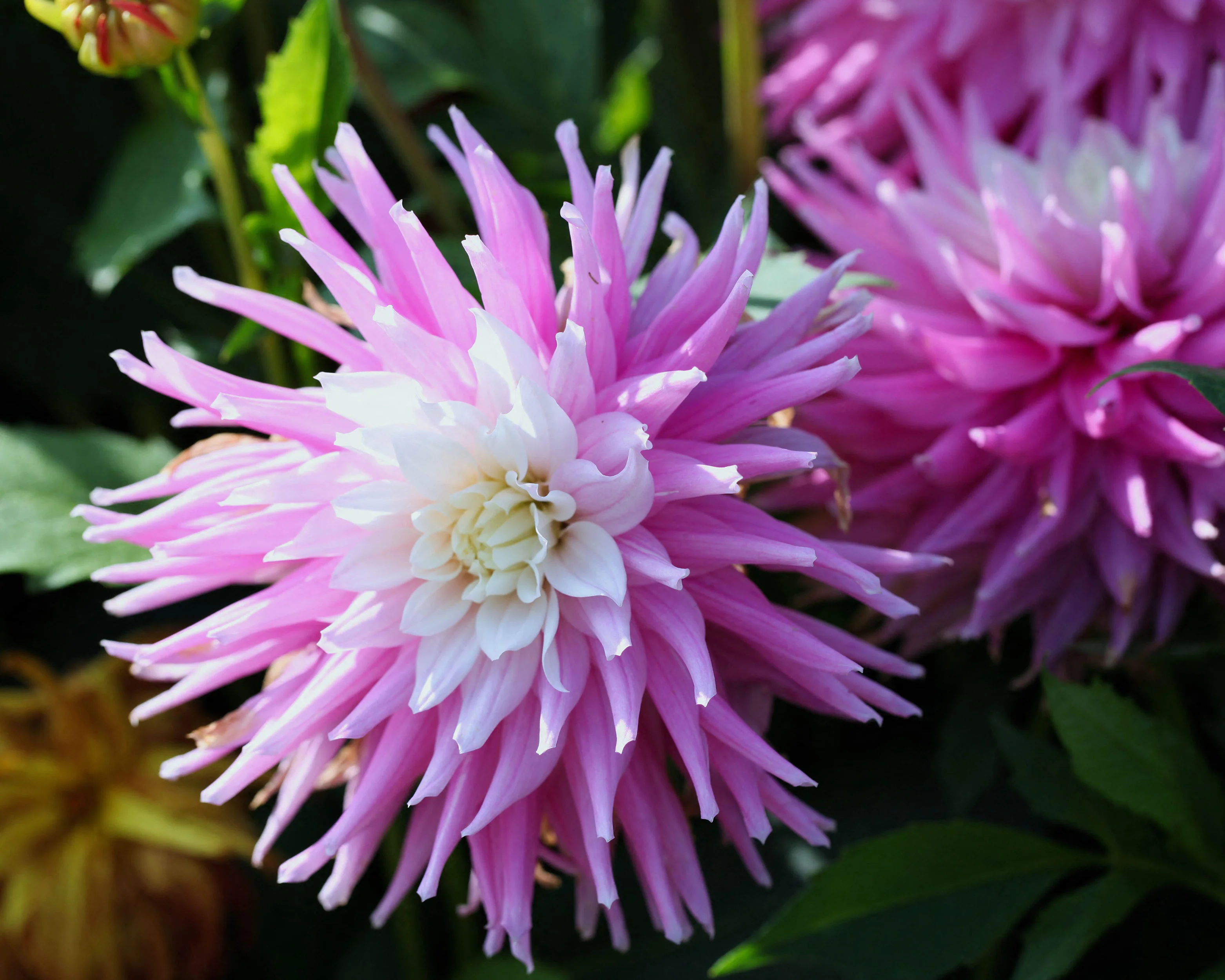 Dahlia 'Hillcrest Candy' - Image 3