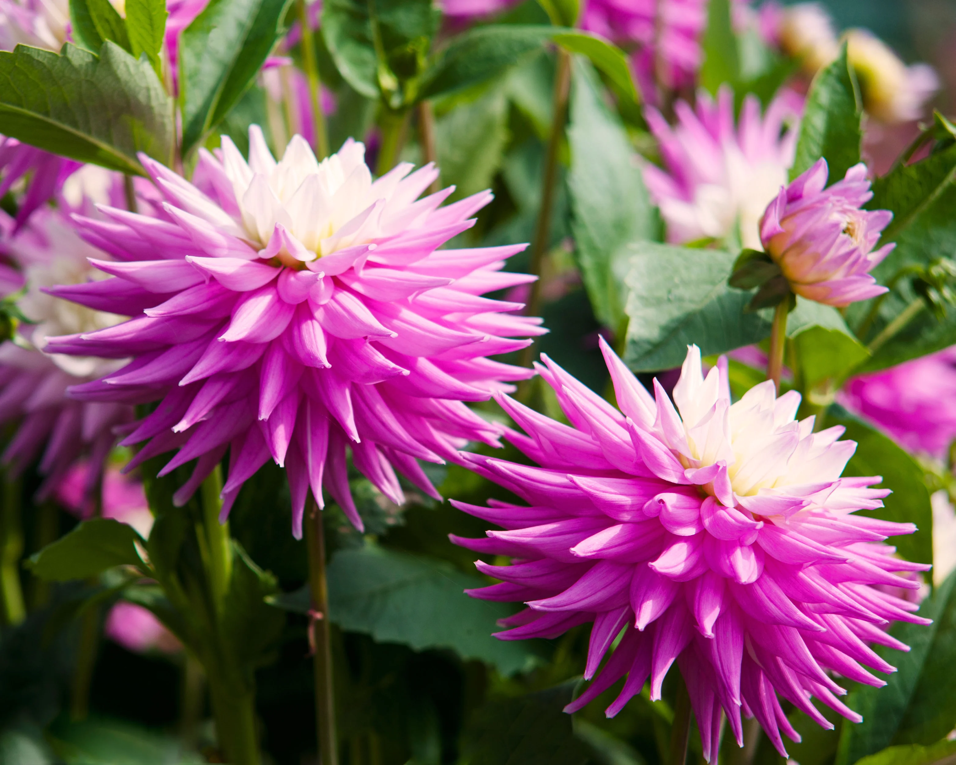 Dahlia 'Hillcrest Candy' - Image 5