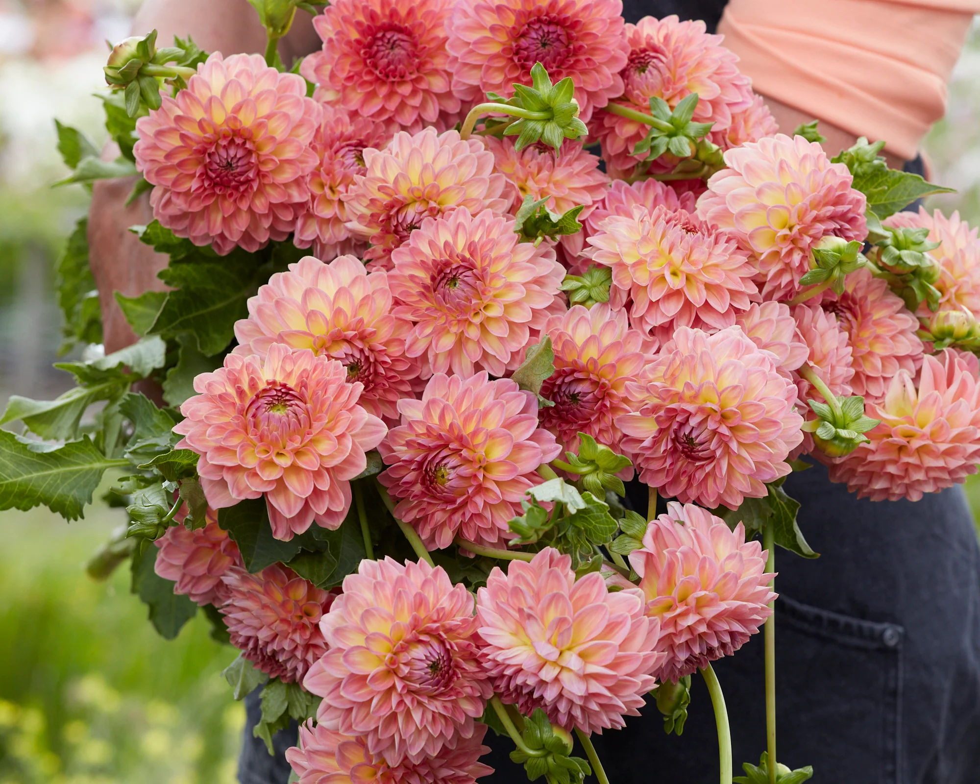 Dahlia 'Hillcrest Suffusion' - Image 2
