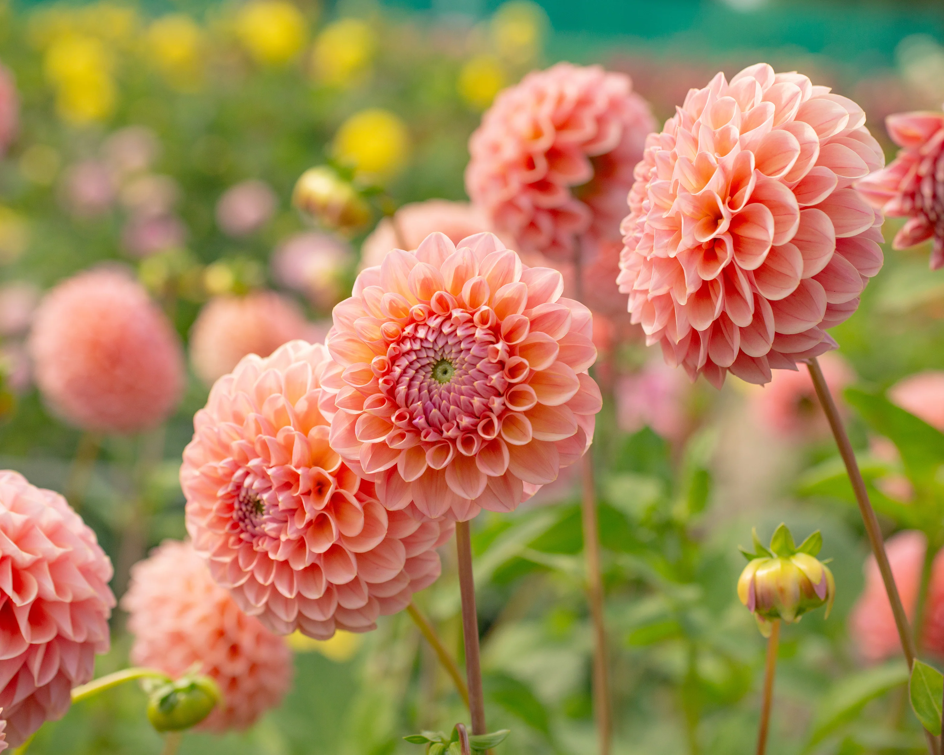 Dahlia 'Hillcrest Suffusion' - Image 3