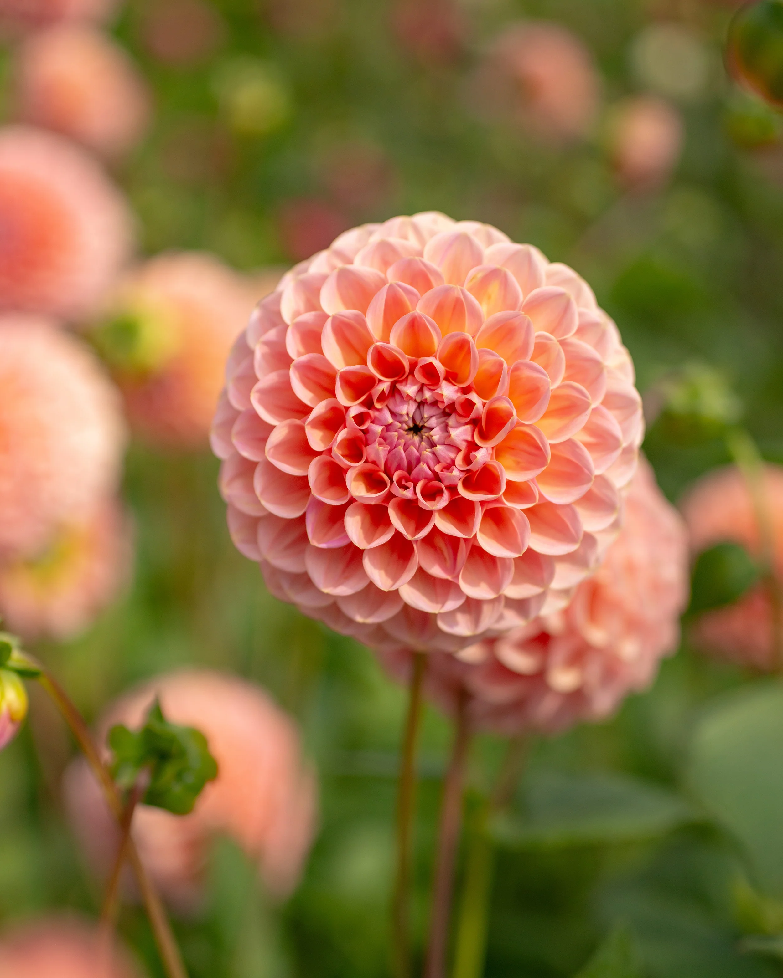 Dahlia 'Hillcrest Suffusion' - Image 7