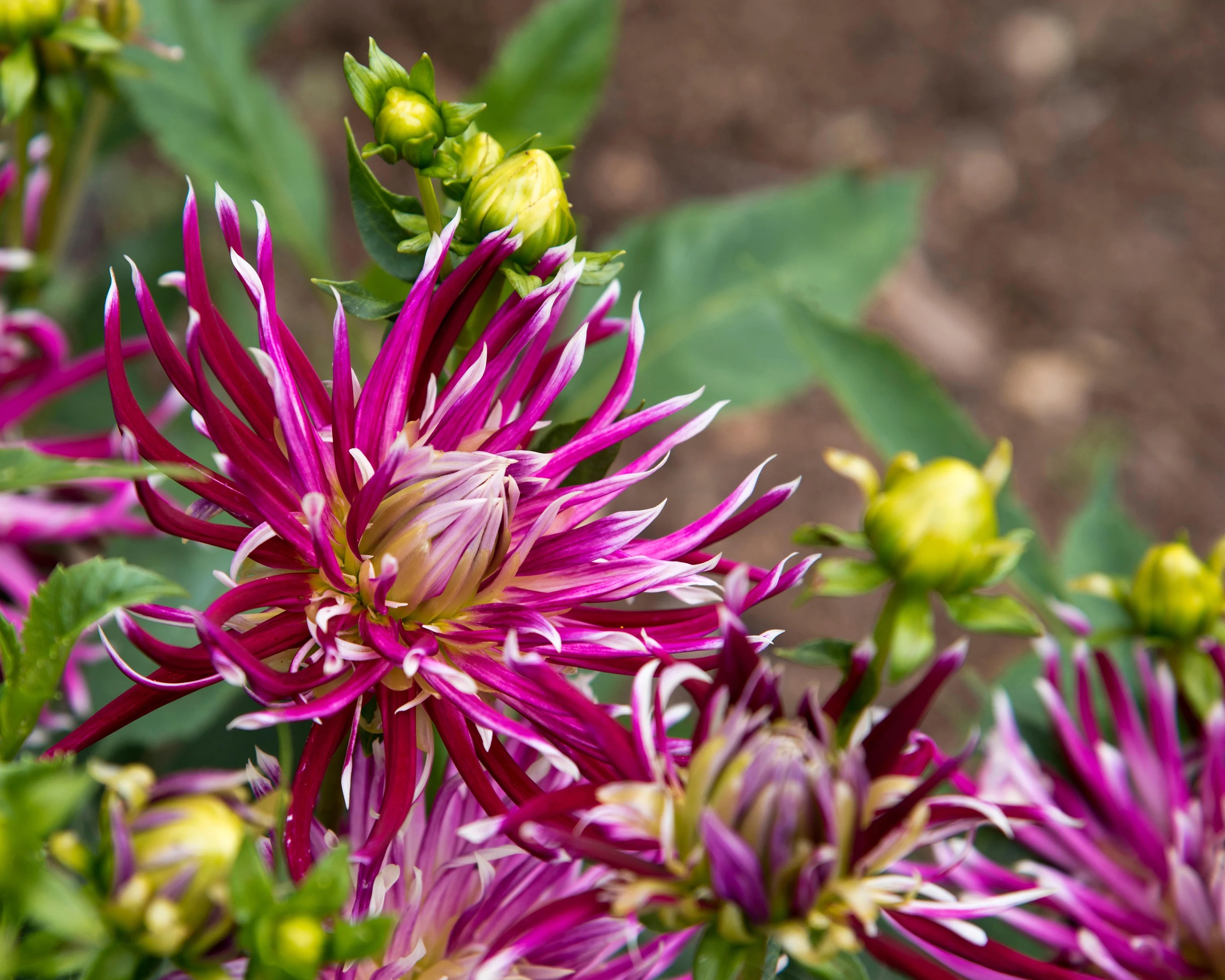 Dahlia 'Hollyhill Spiderwoman' - Image 2