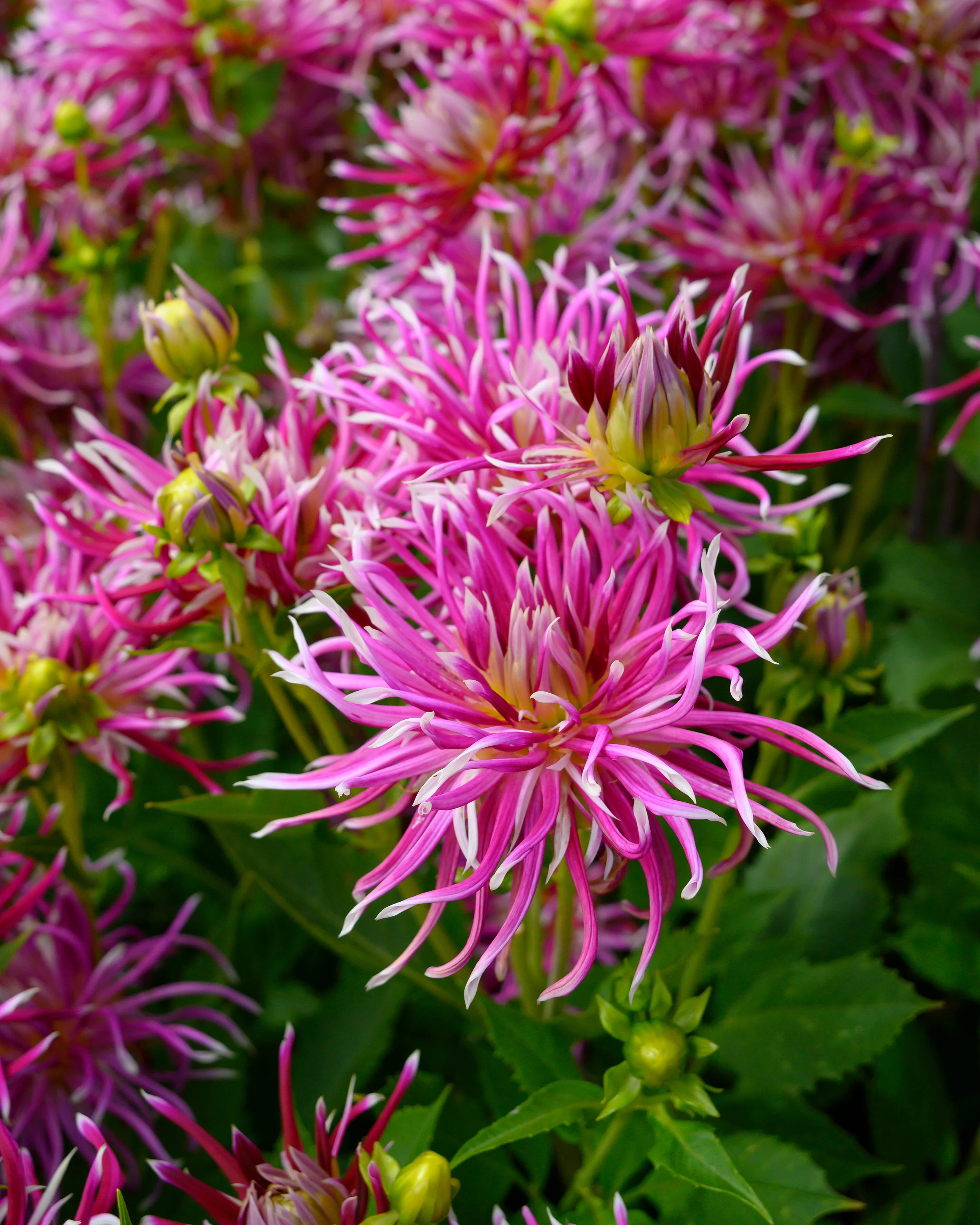 Dahlia 'Hollyhill Spiderwoman' - Image 5