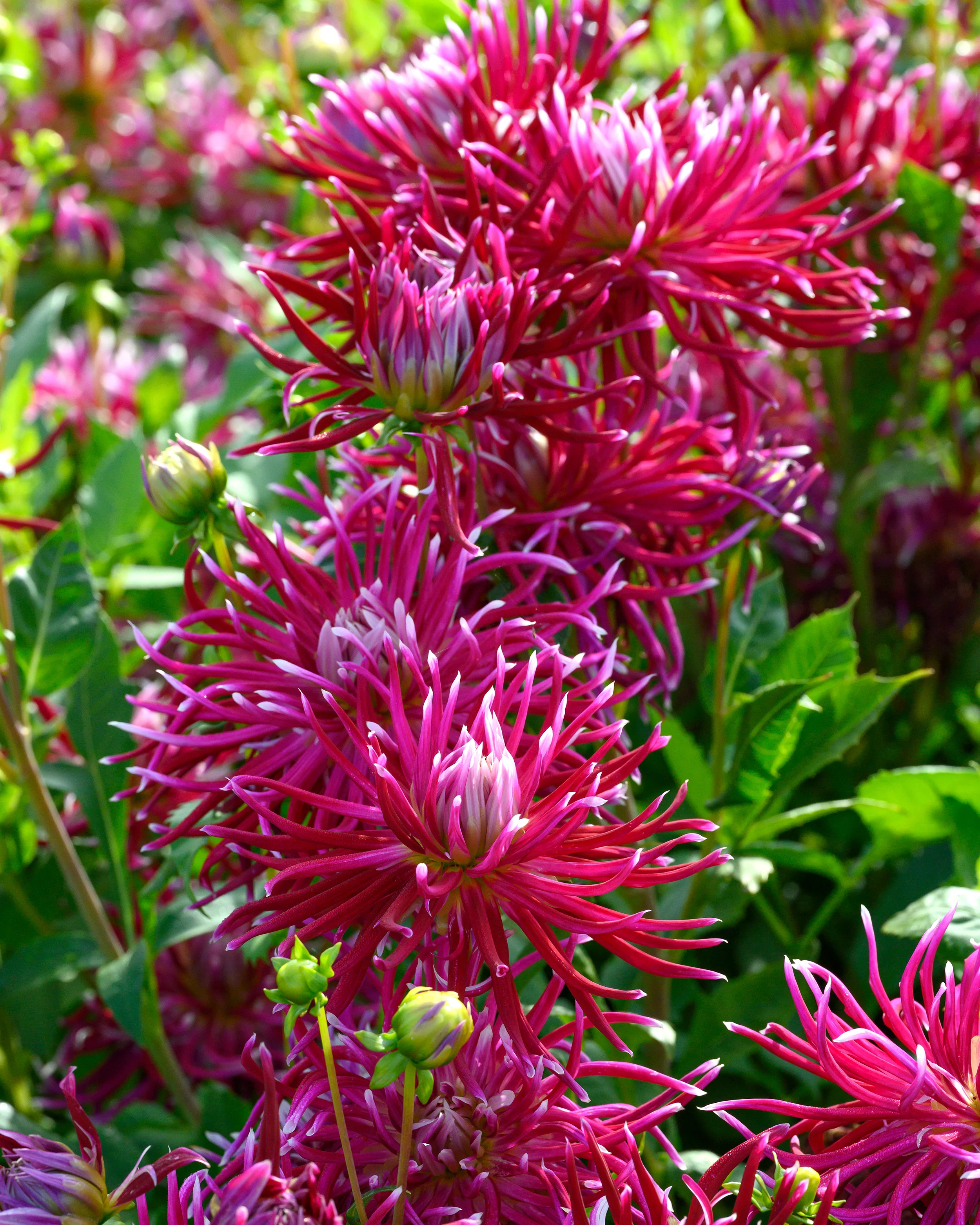 Dahlia 'Hollyhill Spiderwoman' - Image 6