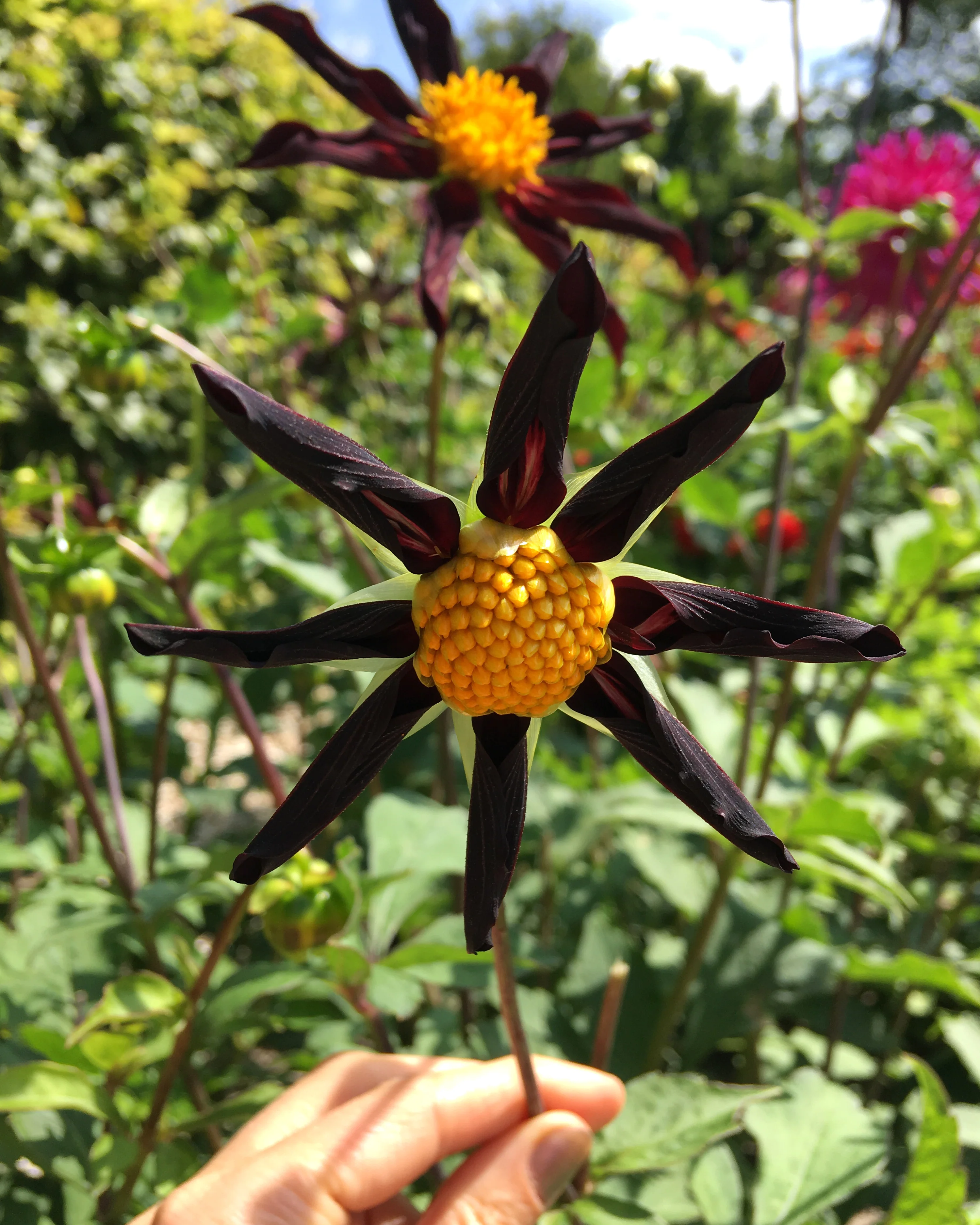 Dahlia 'Honka Black' - Image 3