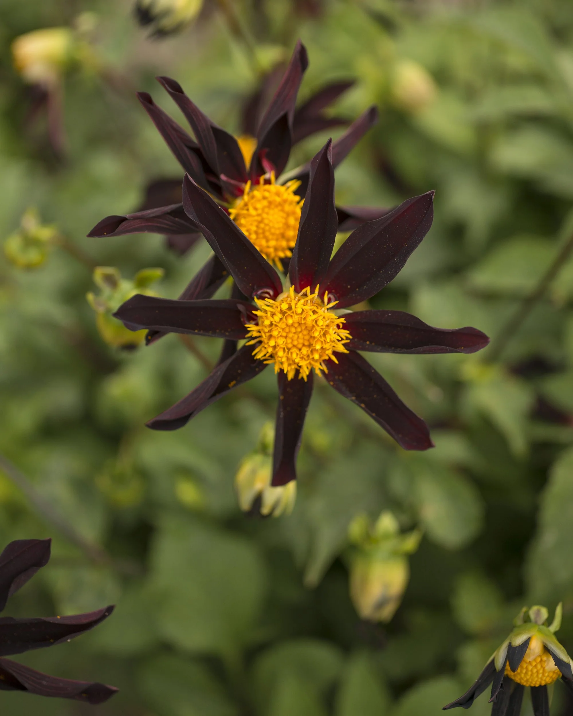 Dahlia 'Honka Black' - Image 4
