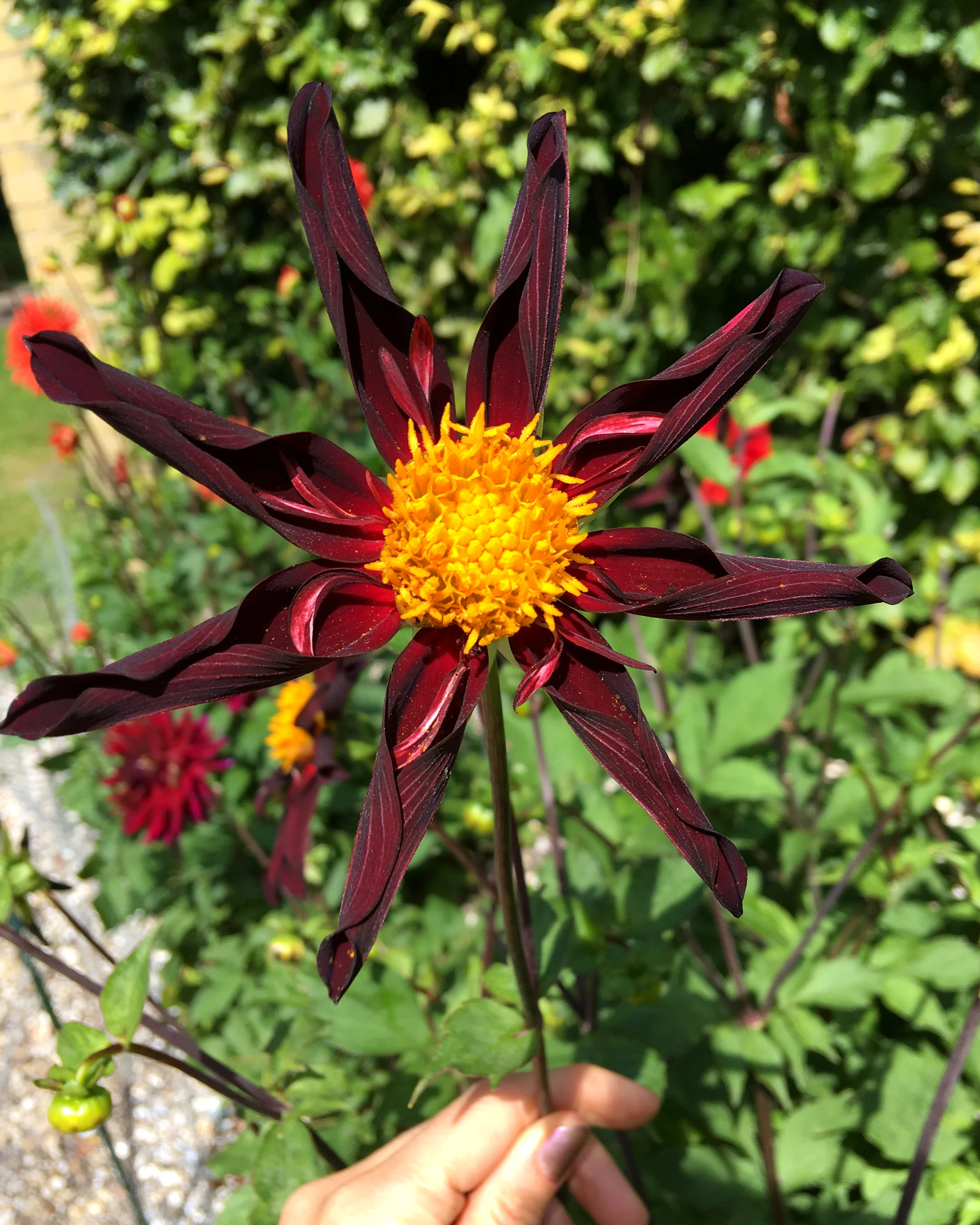 Dahlia 'Honka Black' - Image 5