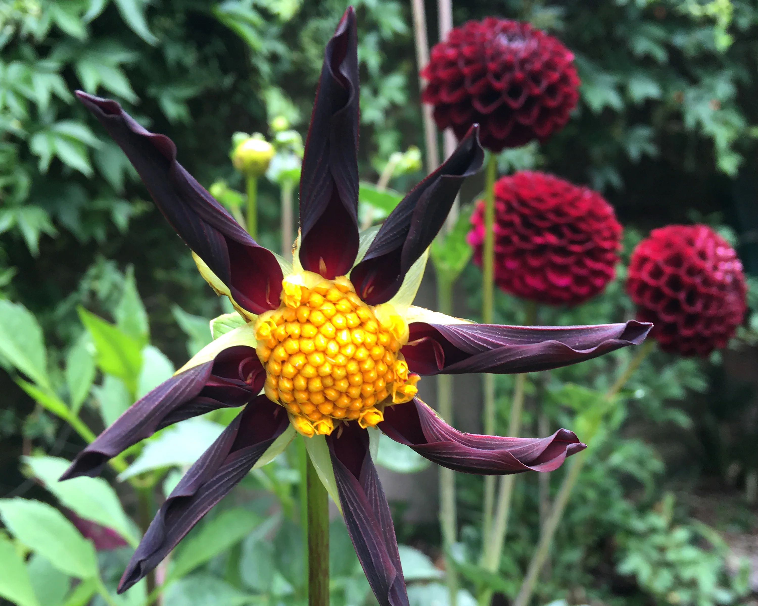 Dahlia 'Honka Black' - Image 6