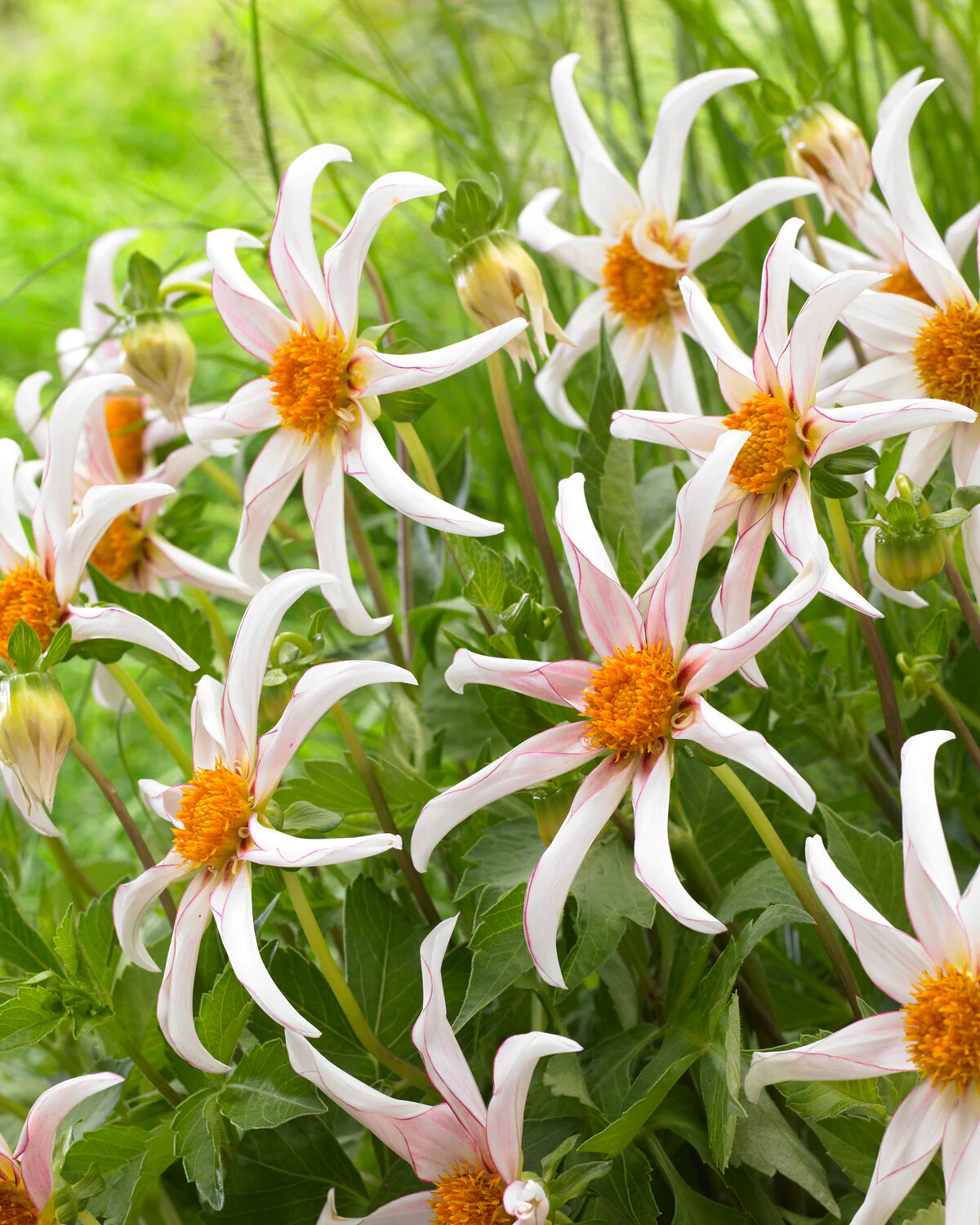 Dahlia 'Honka Fragile' - Image 4