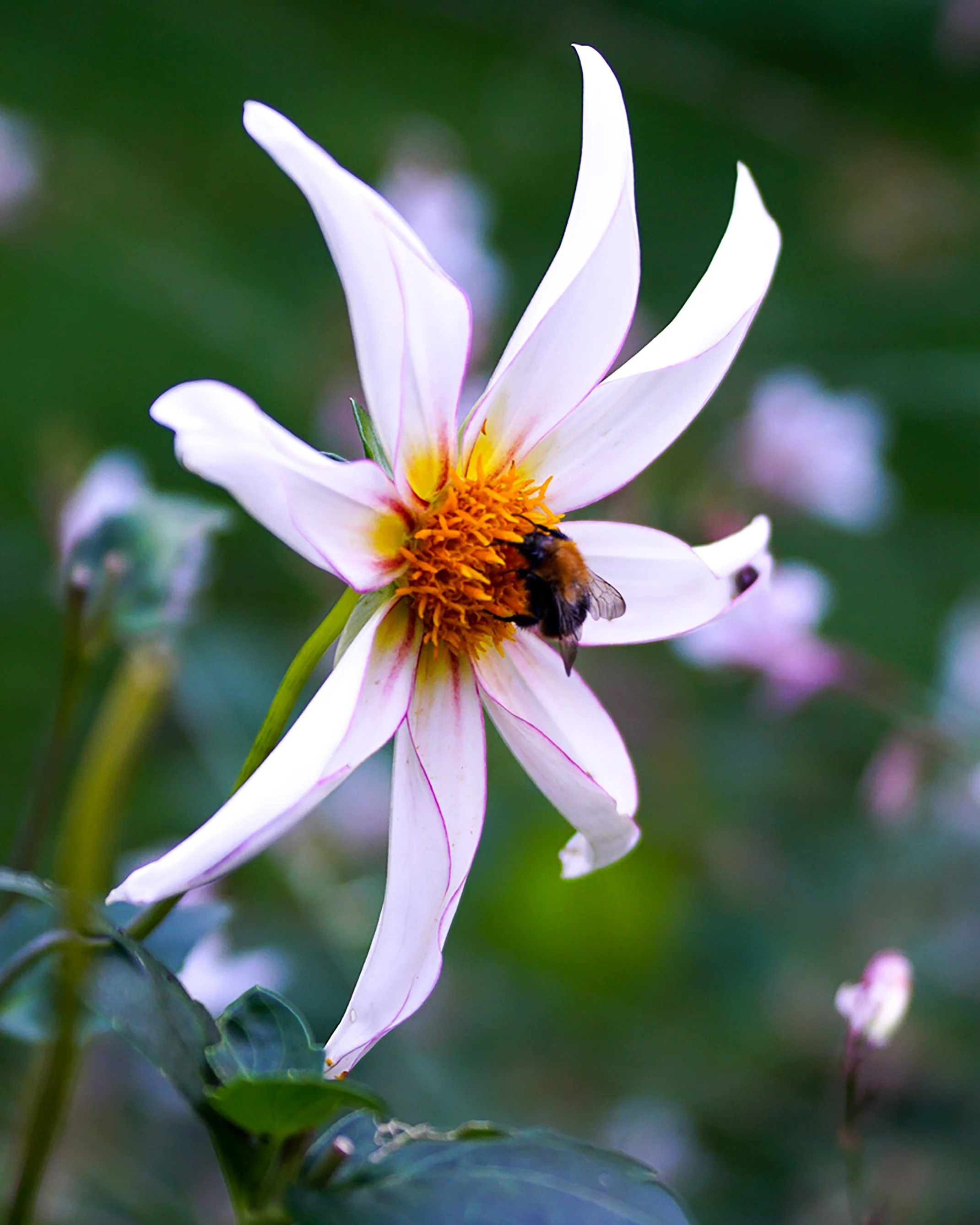 Dahlia 'Honka Fragile' - Image 5