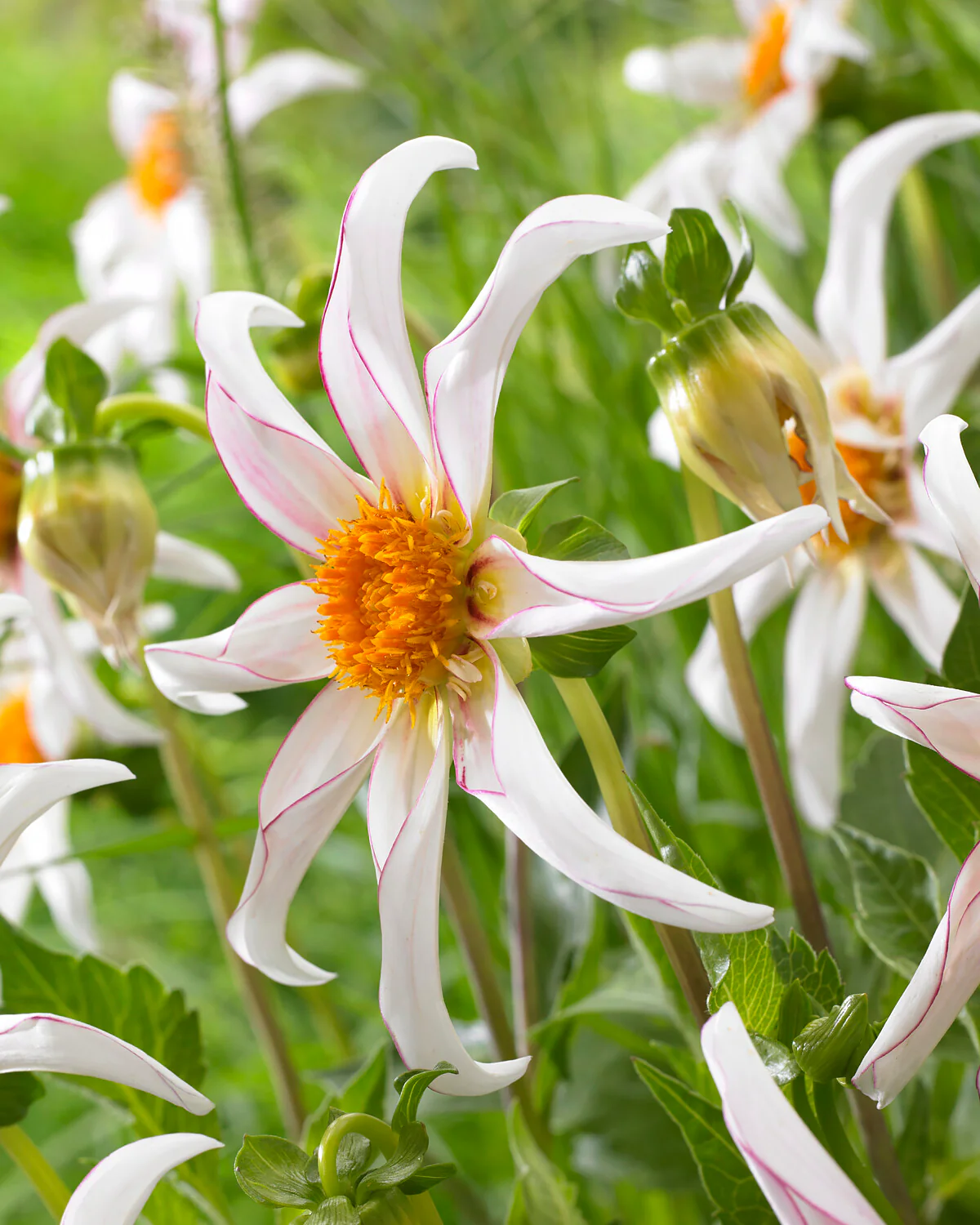Dahlia 'Honka Fragile' - Image 6