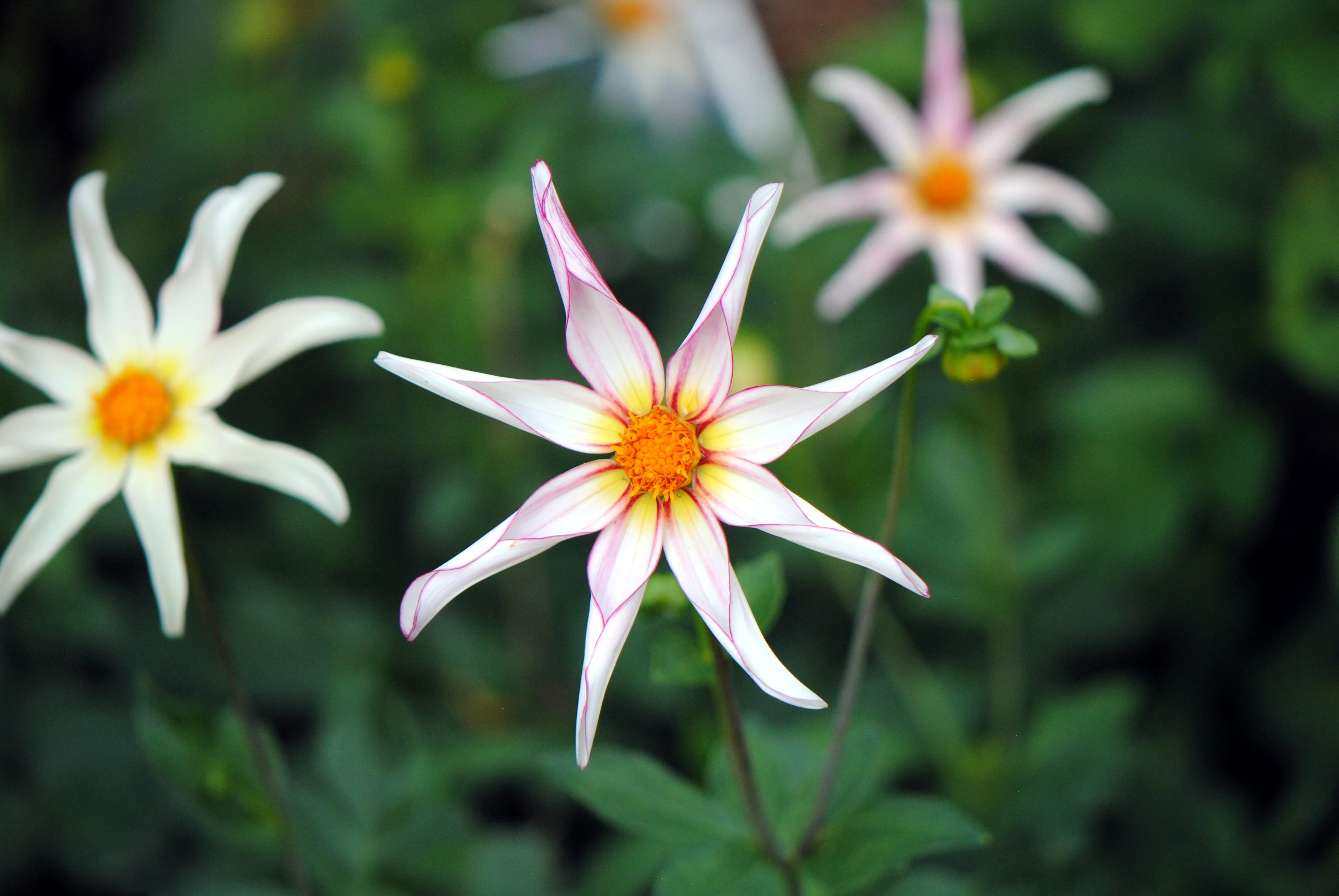 Dahlia 'Honka Fragile' - Image 8