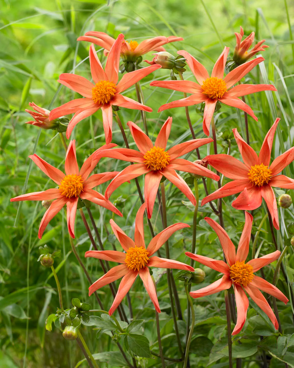 Dahlia 'Honka Peach' - Image 3