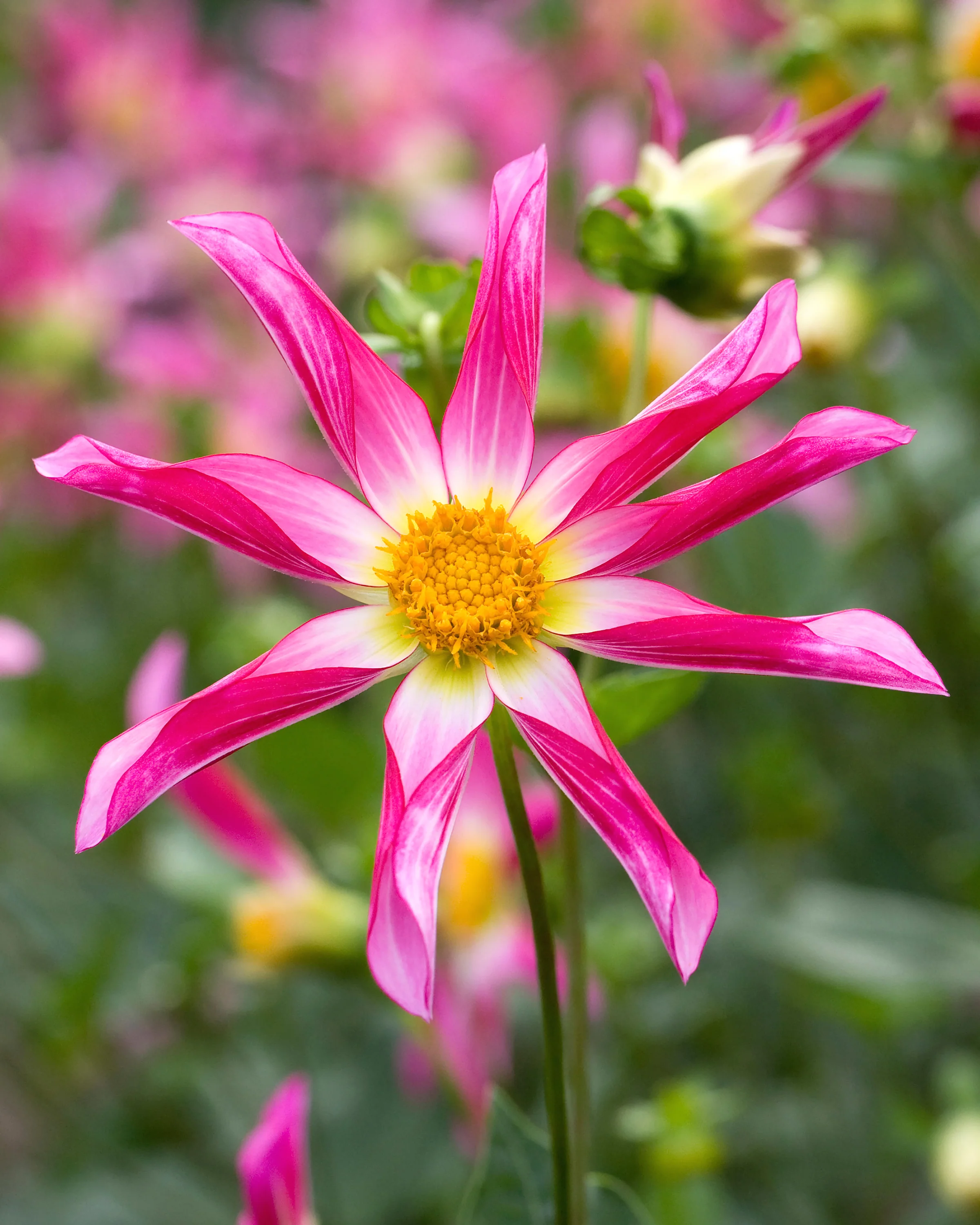 Dahlia 'Honka Rose'