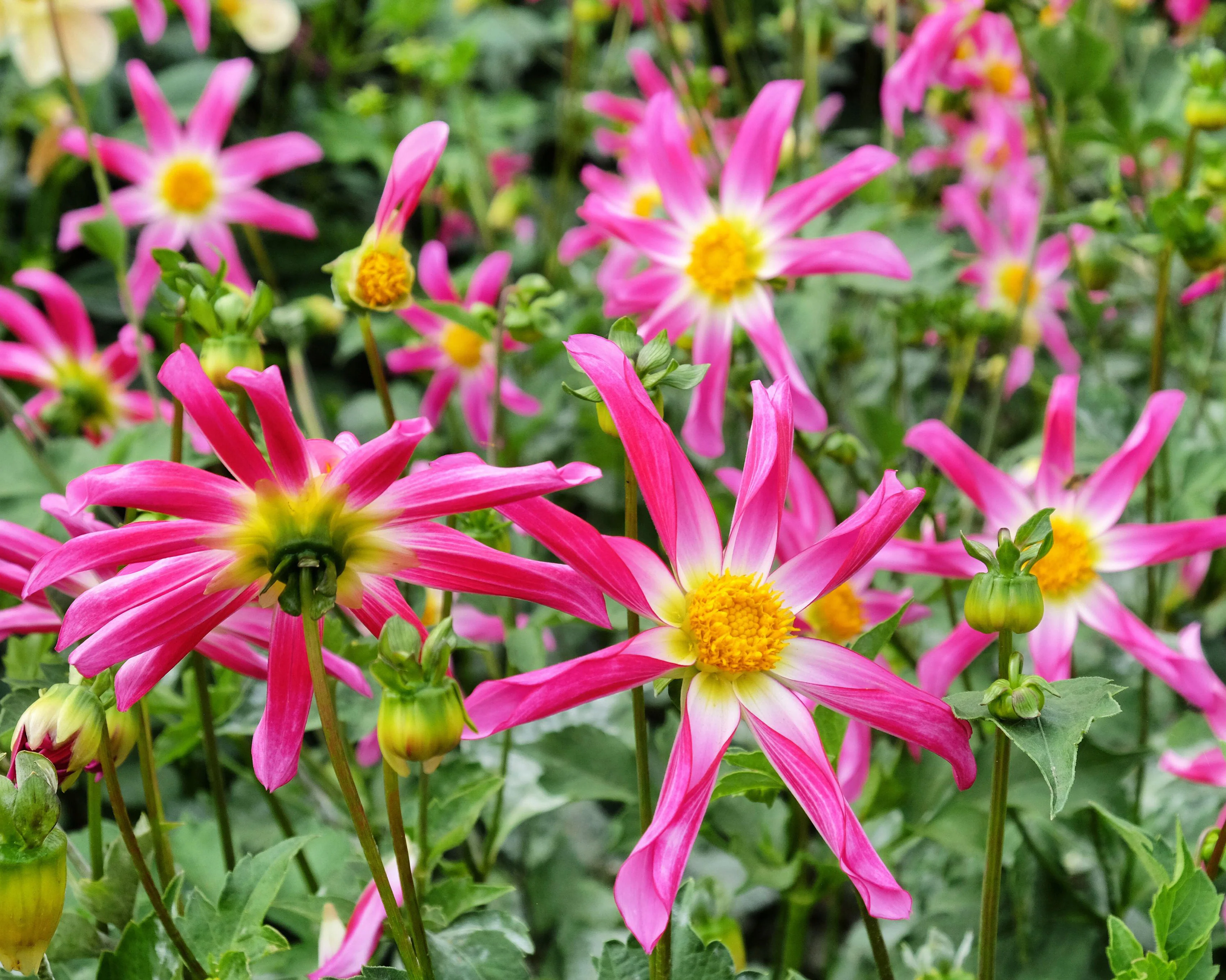 Dahlia 'Honka Rose' - Image 2