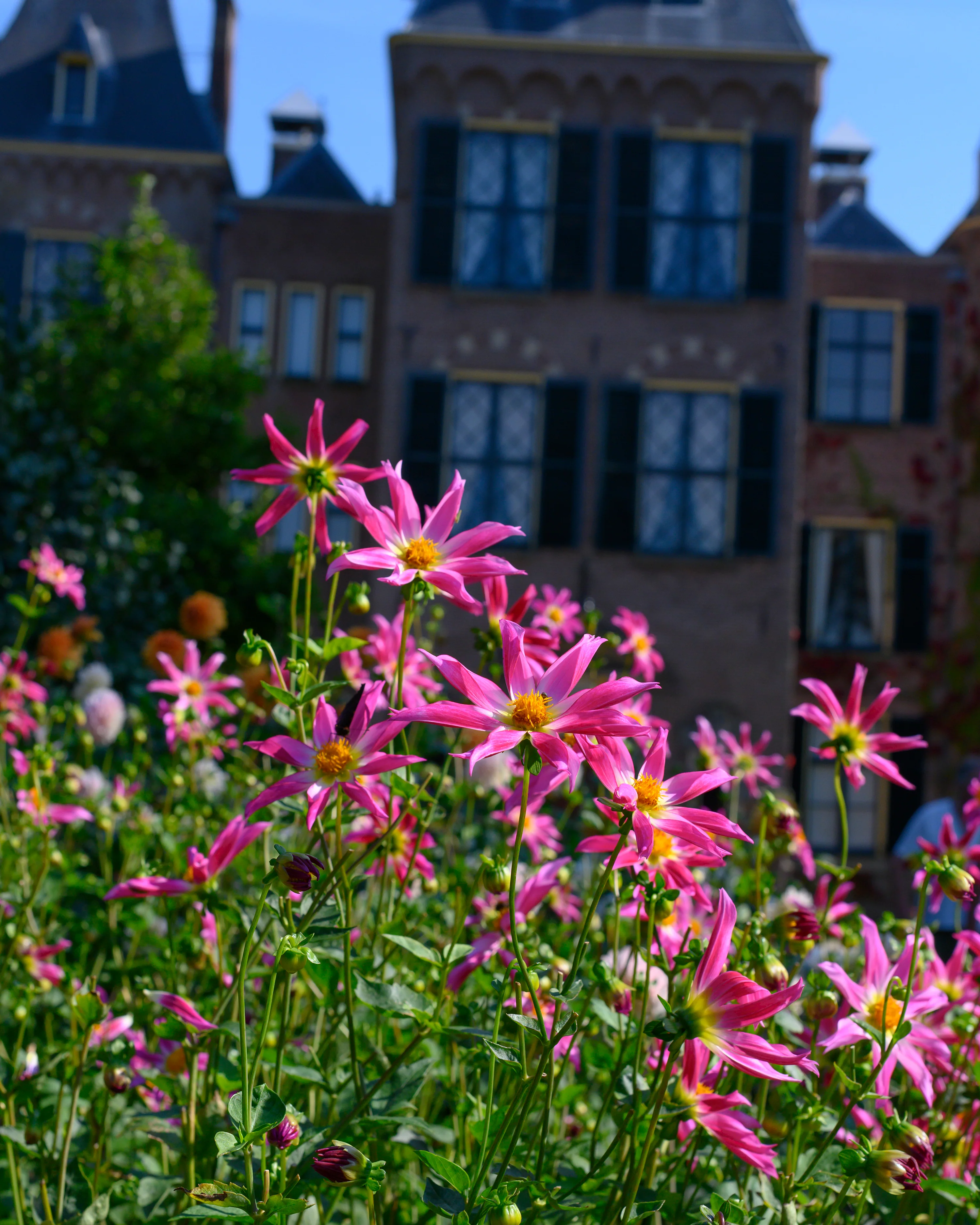 Dahlia 'Honka Rose' - Image 4