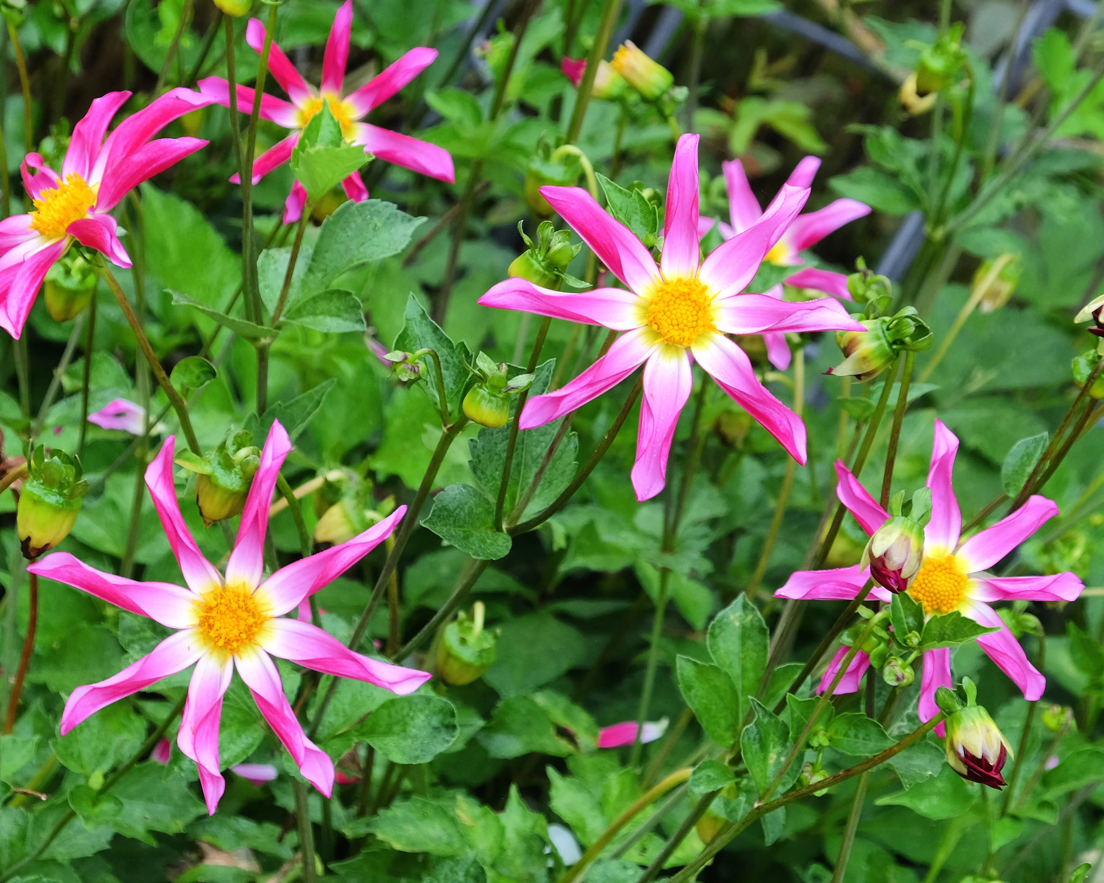 Dahlia 'Honka Rose' - Image 5