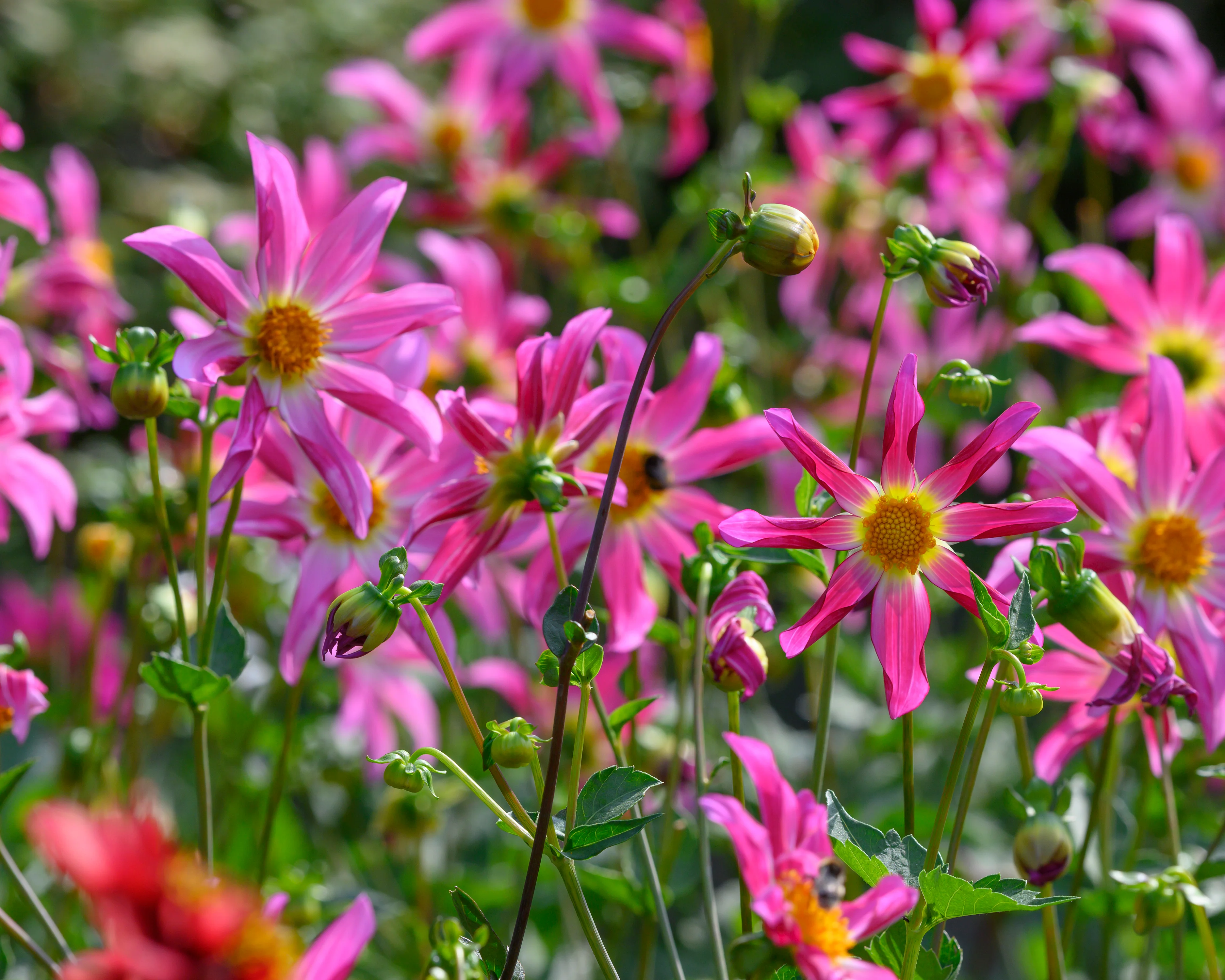 Dahlia 'Honka Rose' - Image 6