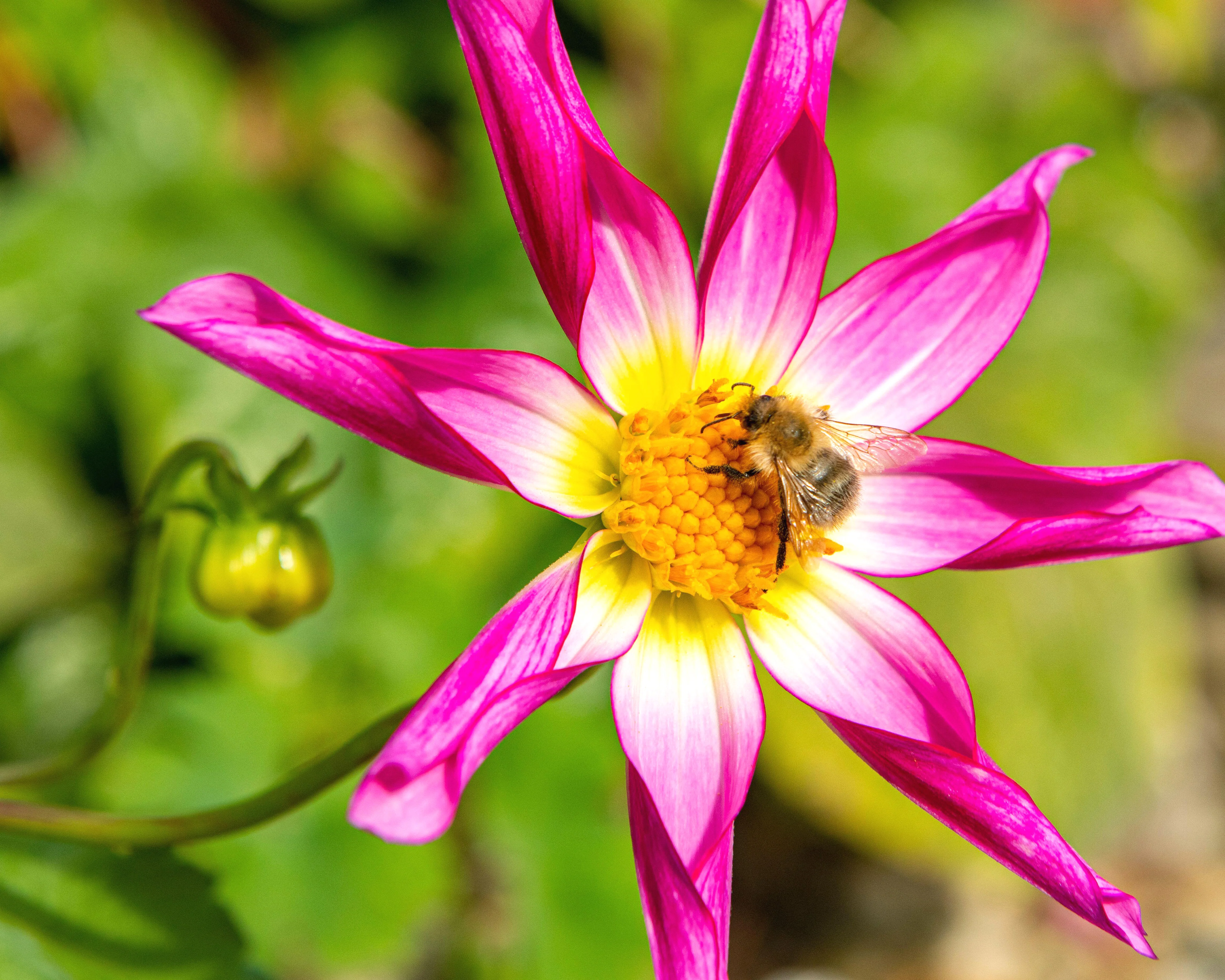 Dahlia 'Honka Rose' - Image 7