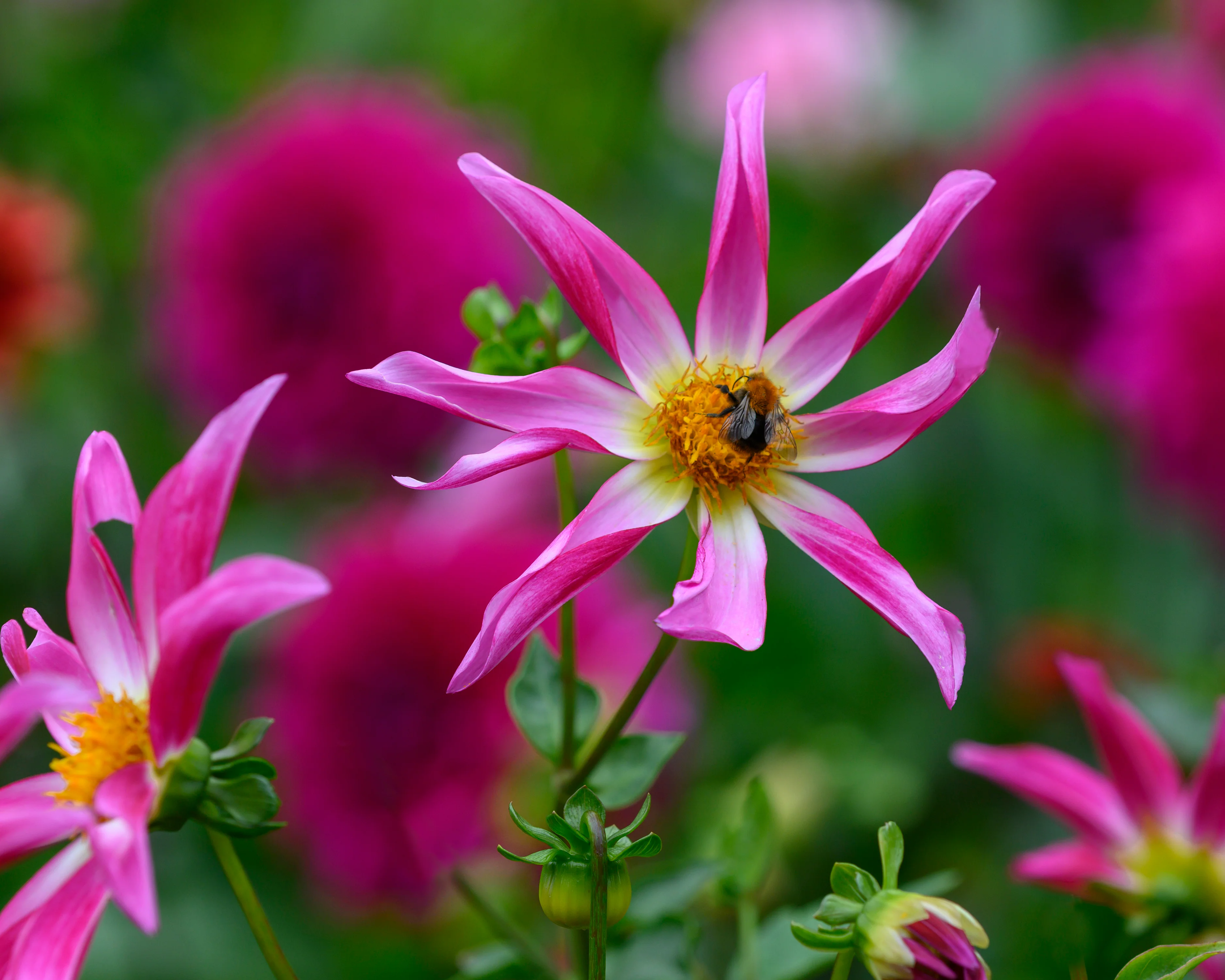 Dahlia 'Honka Rose' - Image 9