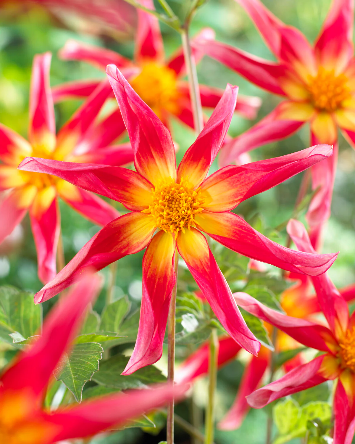 Dahlia 'Honka Surprise' - Image 3