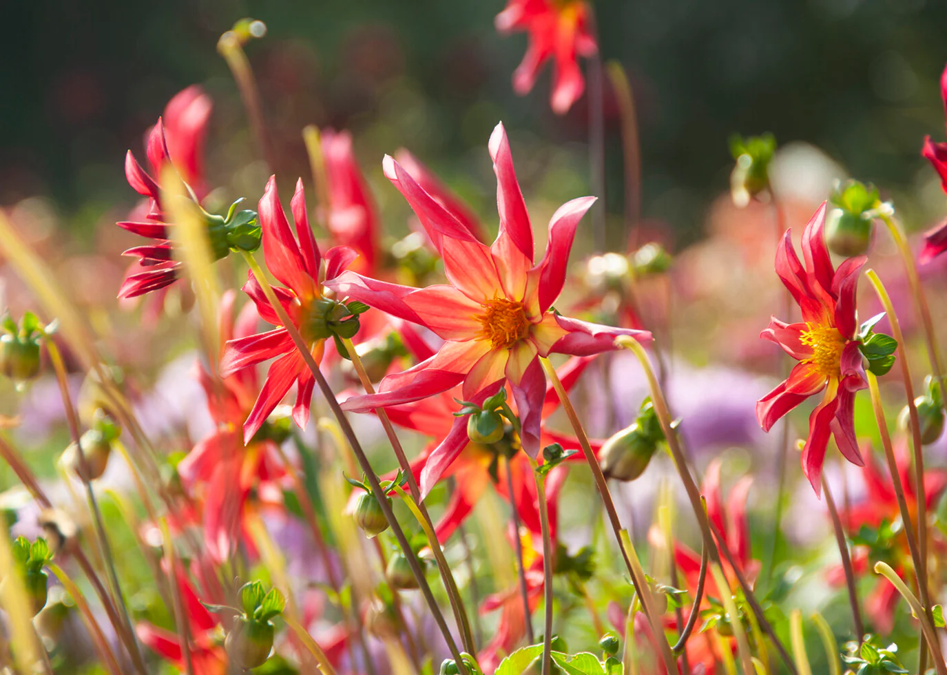 Dahlia 'Honka Surprise' - Image 4