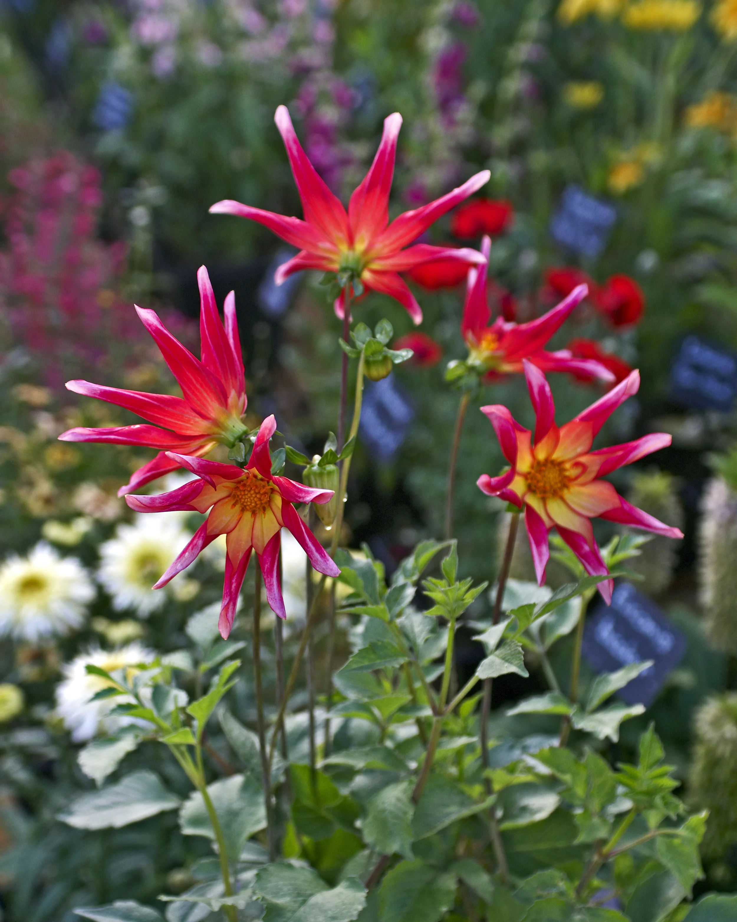 Dahlia 'Honka Surprise' - Image 5