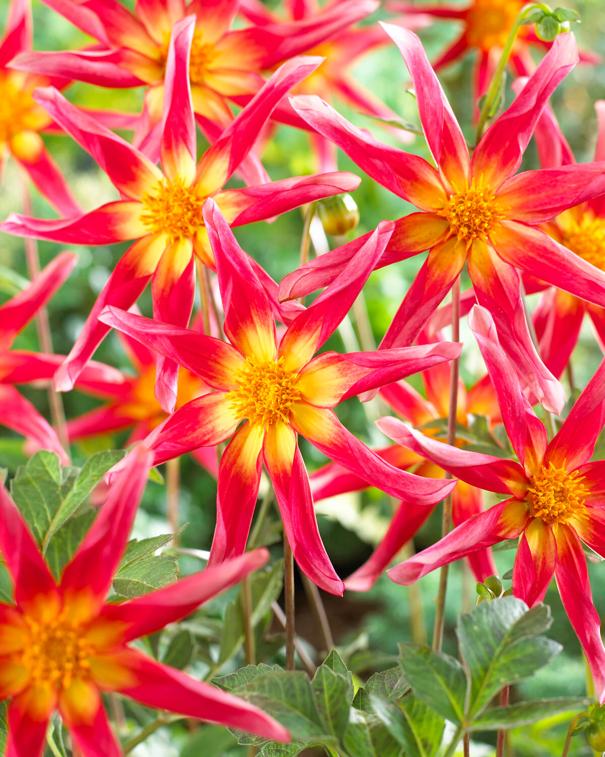 Dahlia 'Honka Surprise' - Image 7