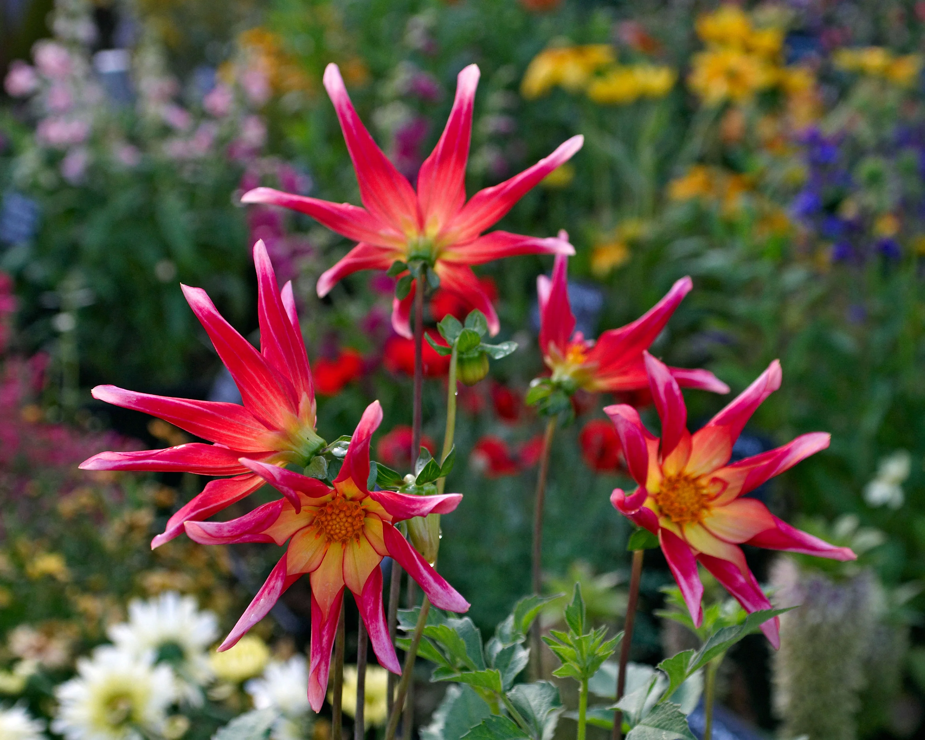 Dahlia 'Honka Surprise' - Image 9