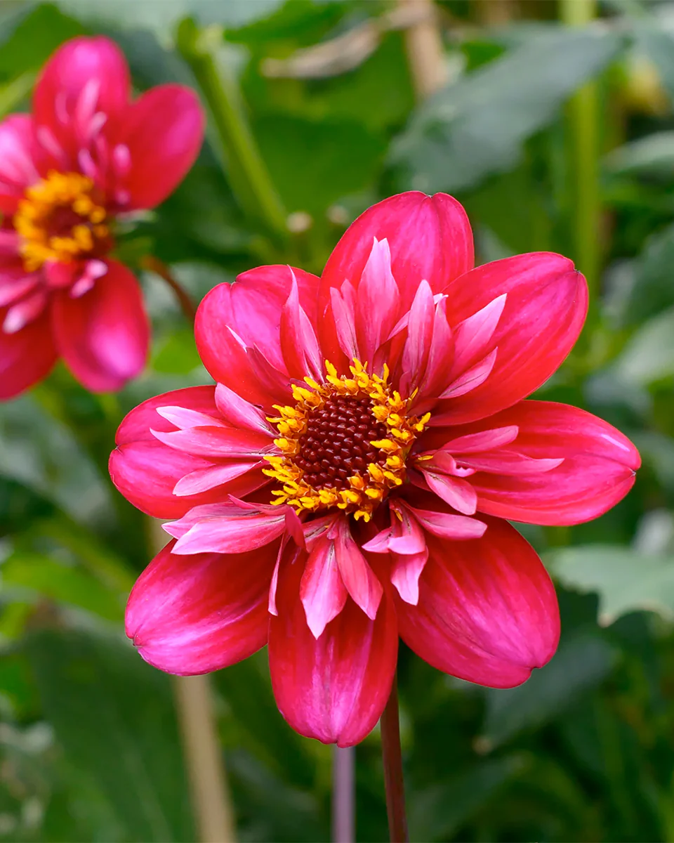 Dahlia 'Hootenanny Swan Island'
