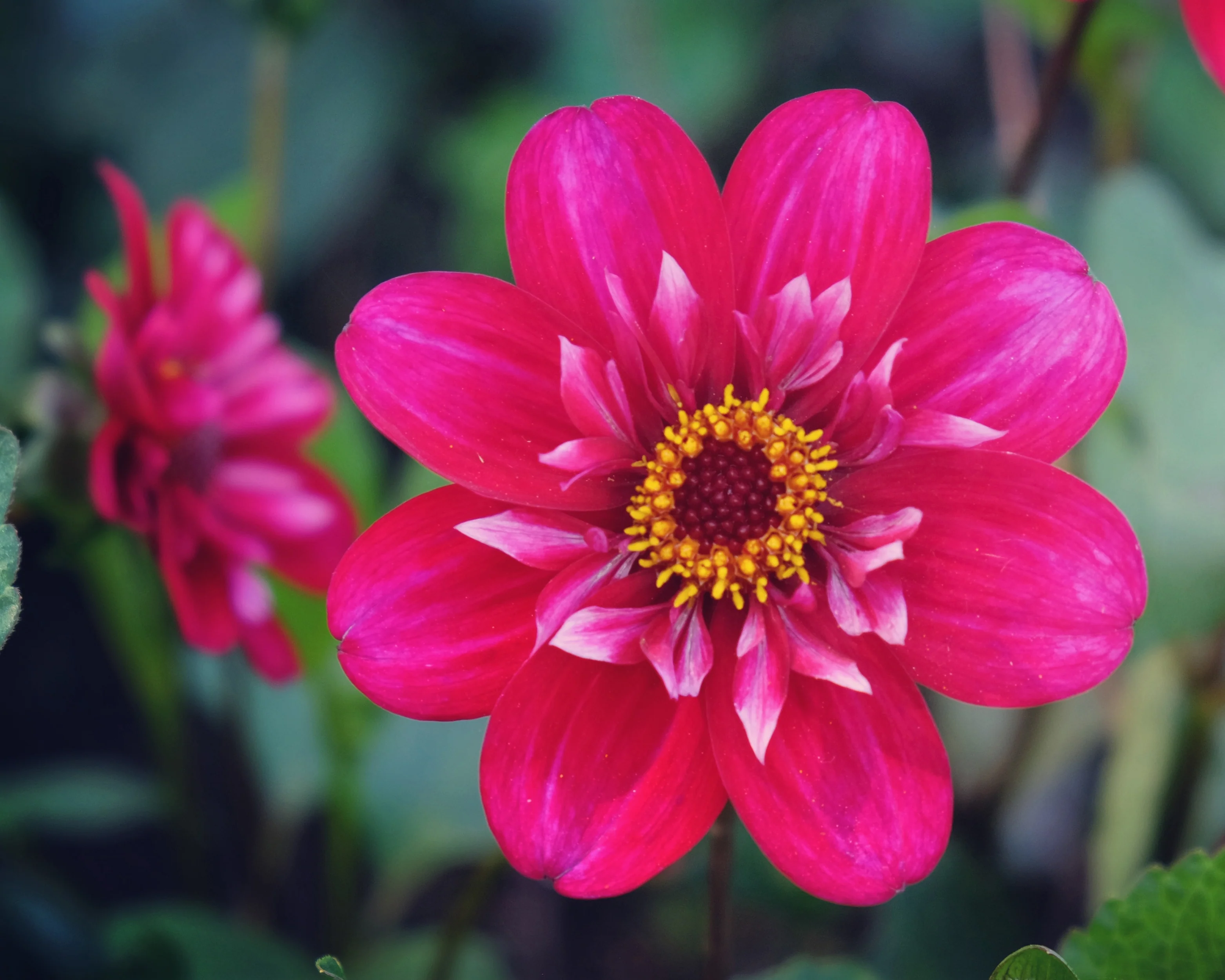 Dahlia 'Hootenanny Swan Island' - Image 2
