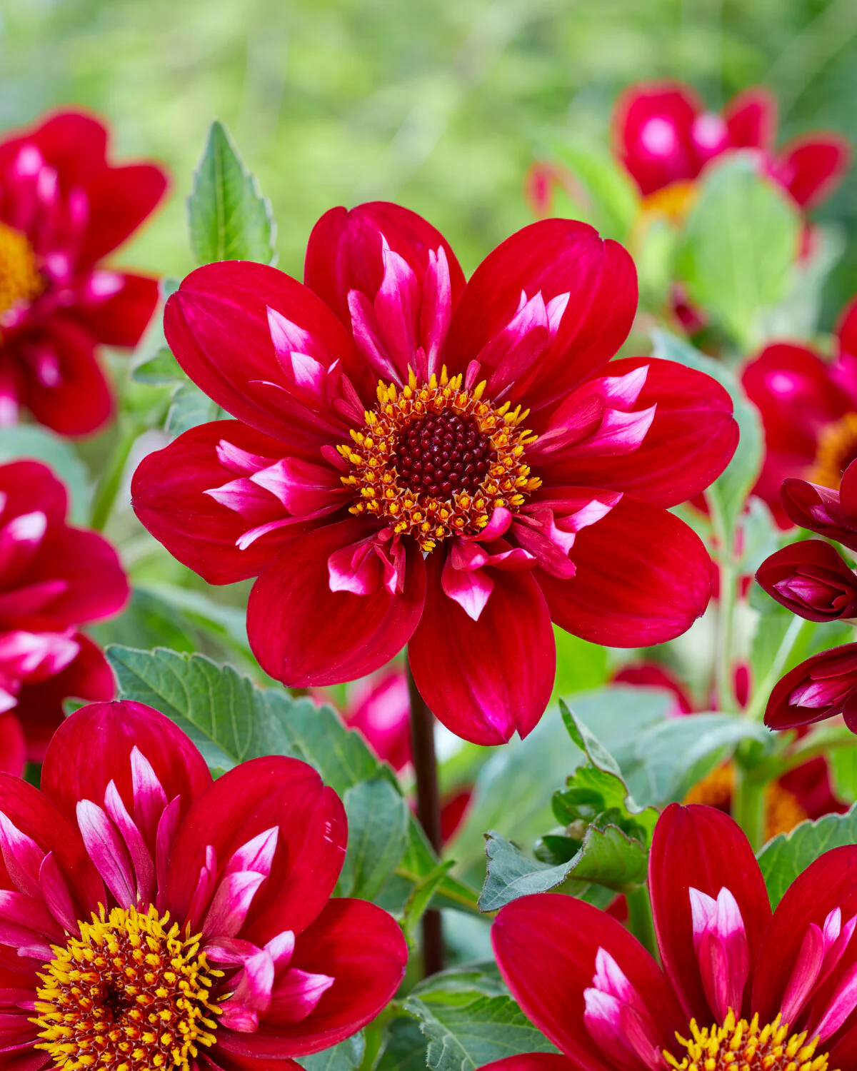 Dahlia 'Hootenanny Swan Island' - Image 3
