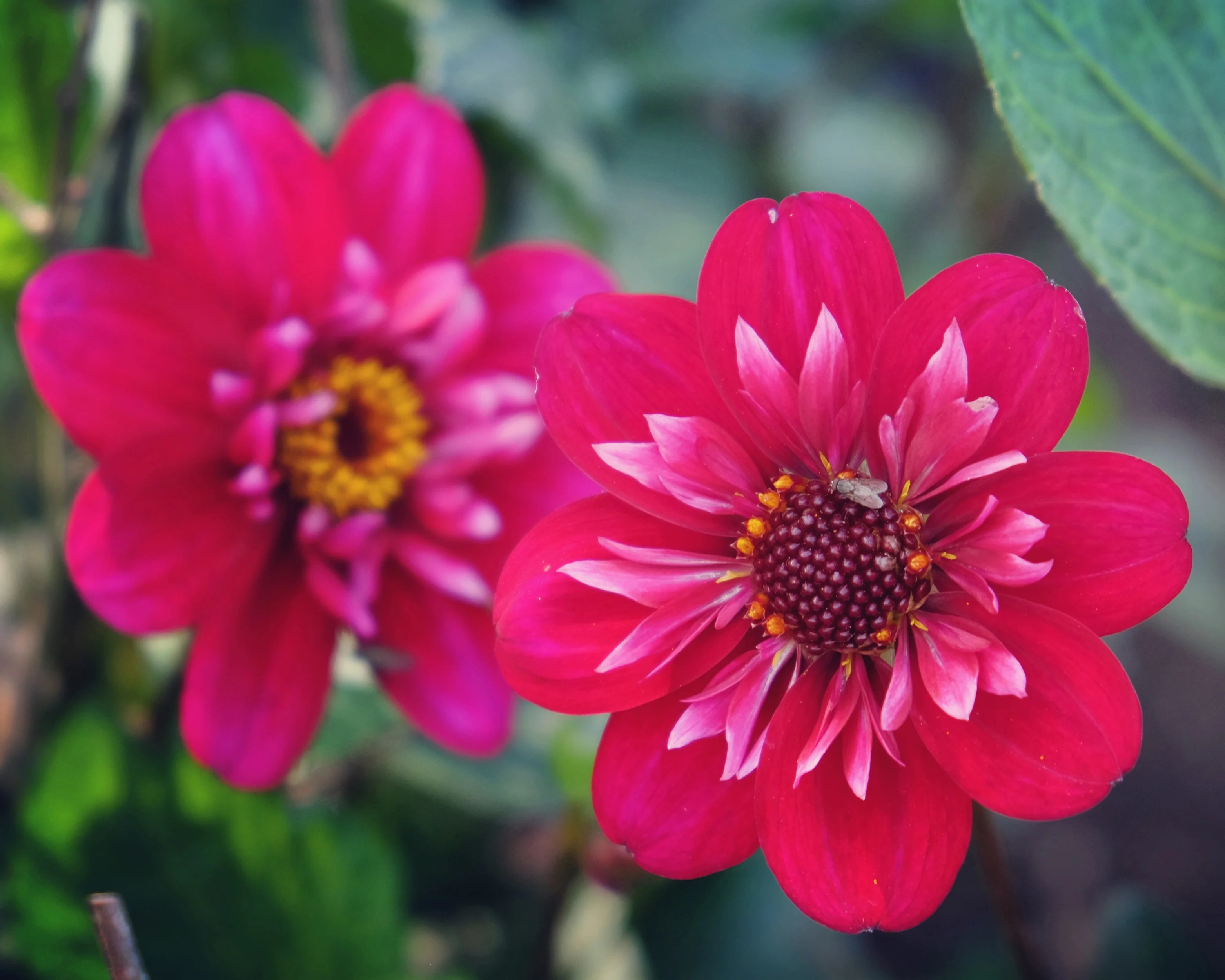 Dahlia 'Hootenanny Swan Island' - Image 4