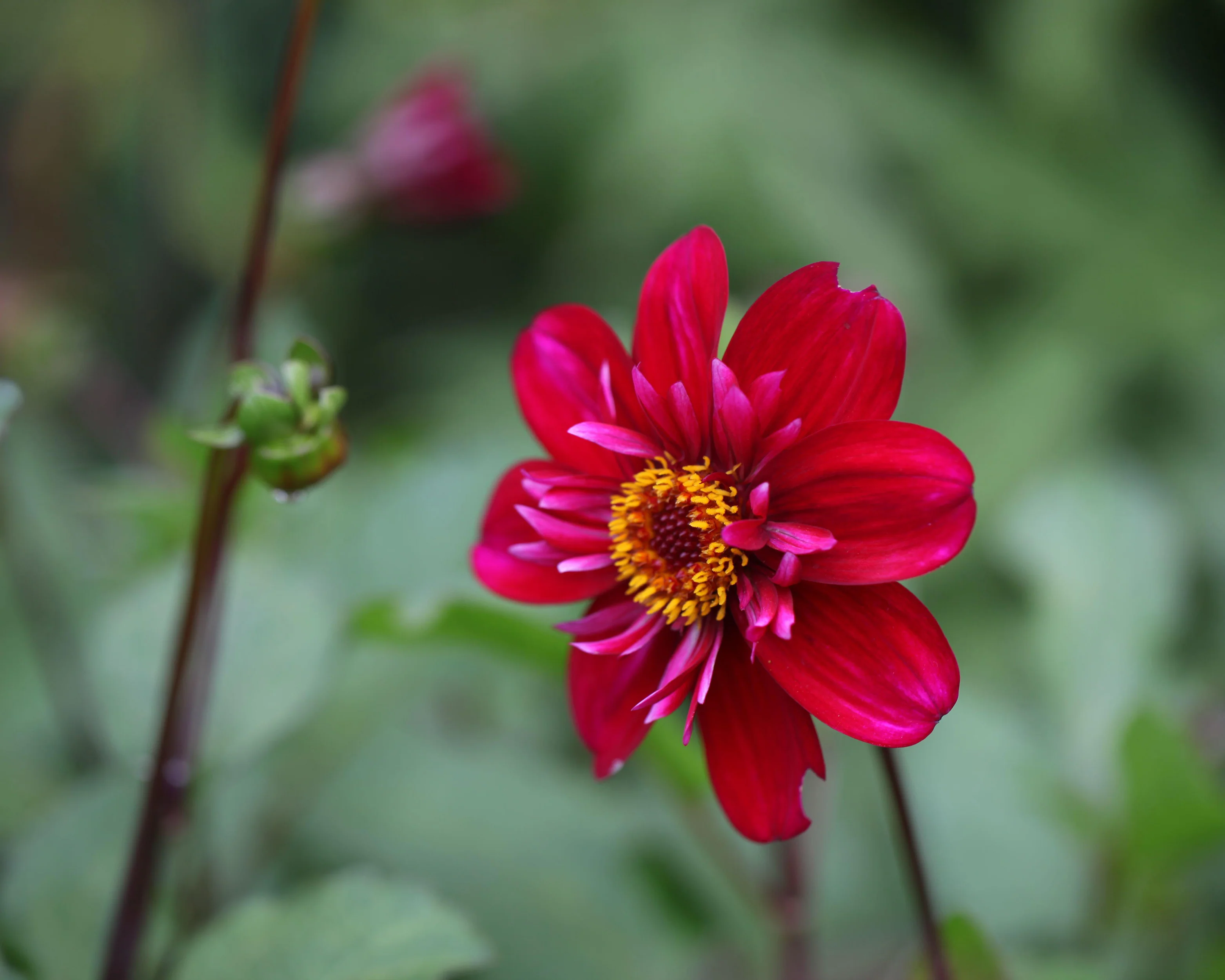Dahlia 'Hootenanny Swan Island' - Image 8
