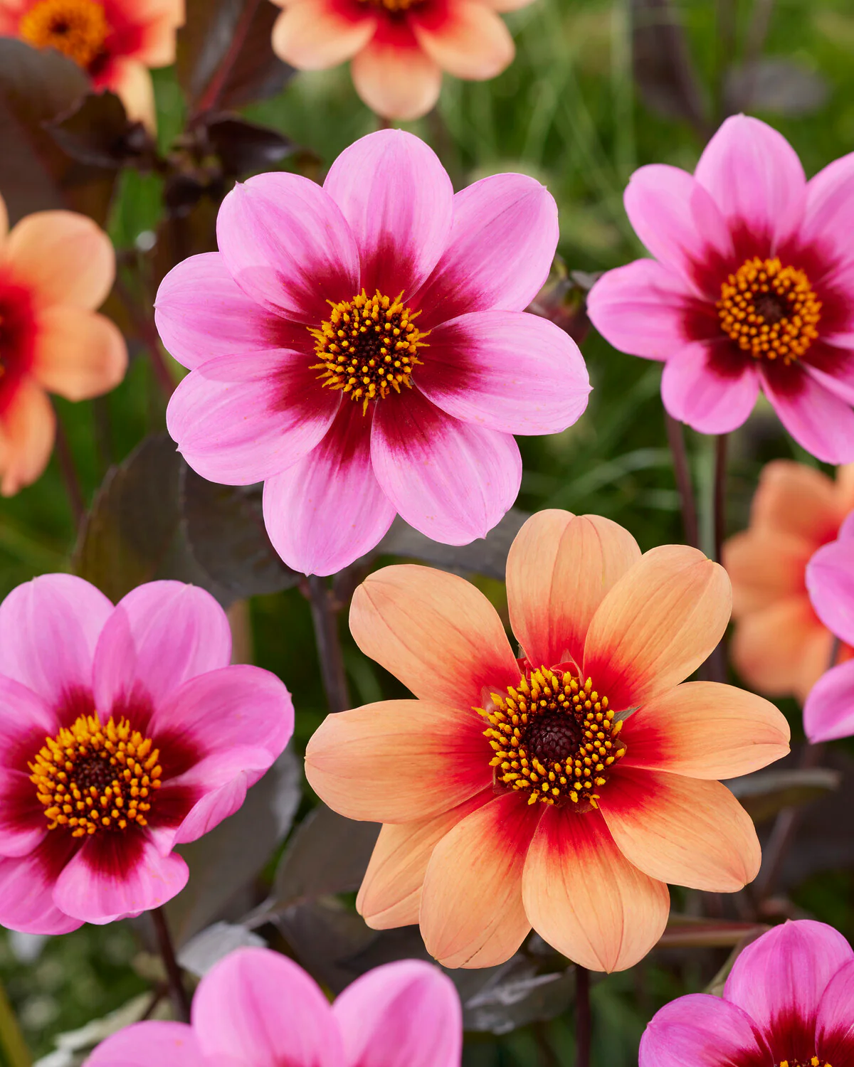 Dahlia 'HS Date' - Image 10