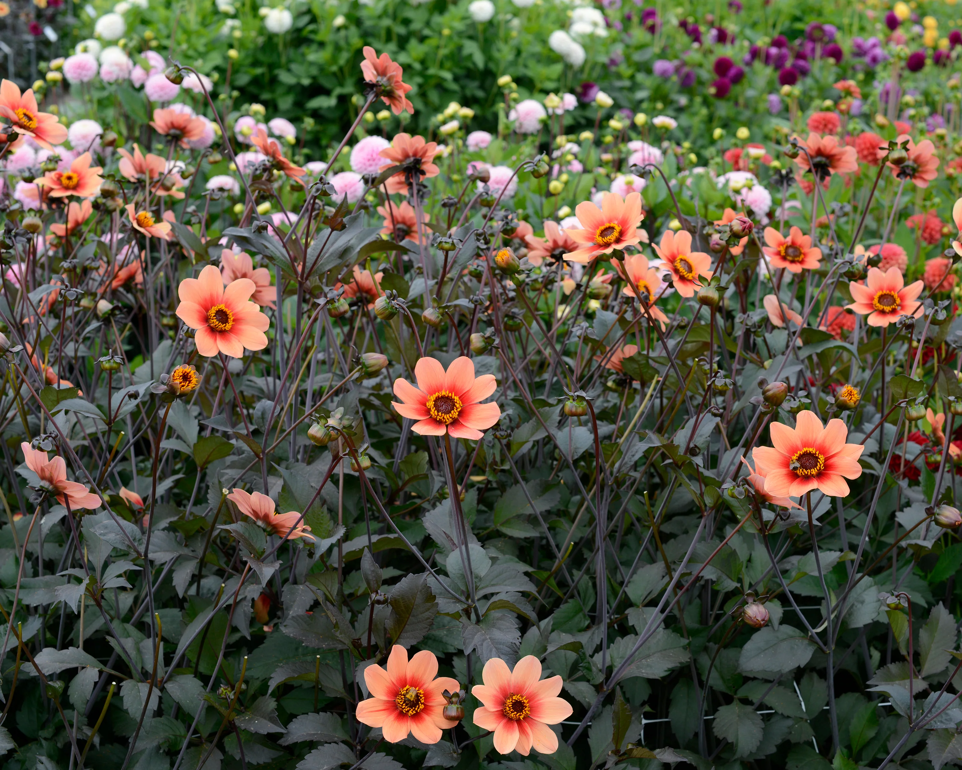 Dahlia 'HS Date' - Image 3
