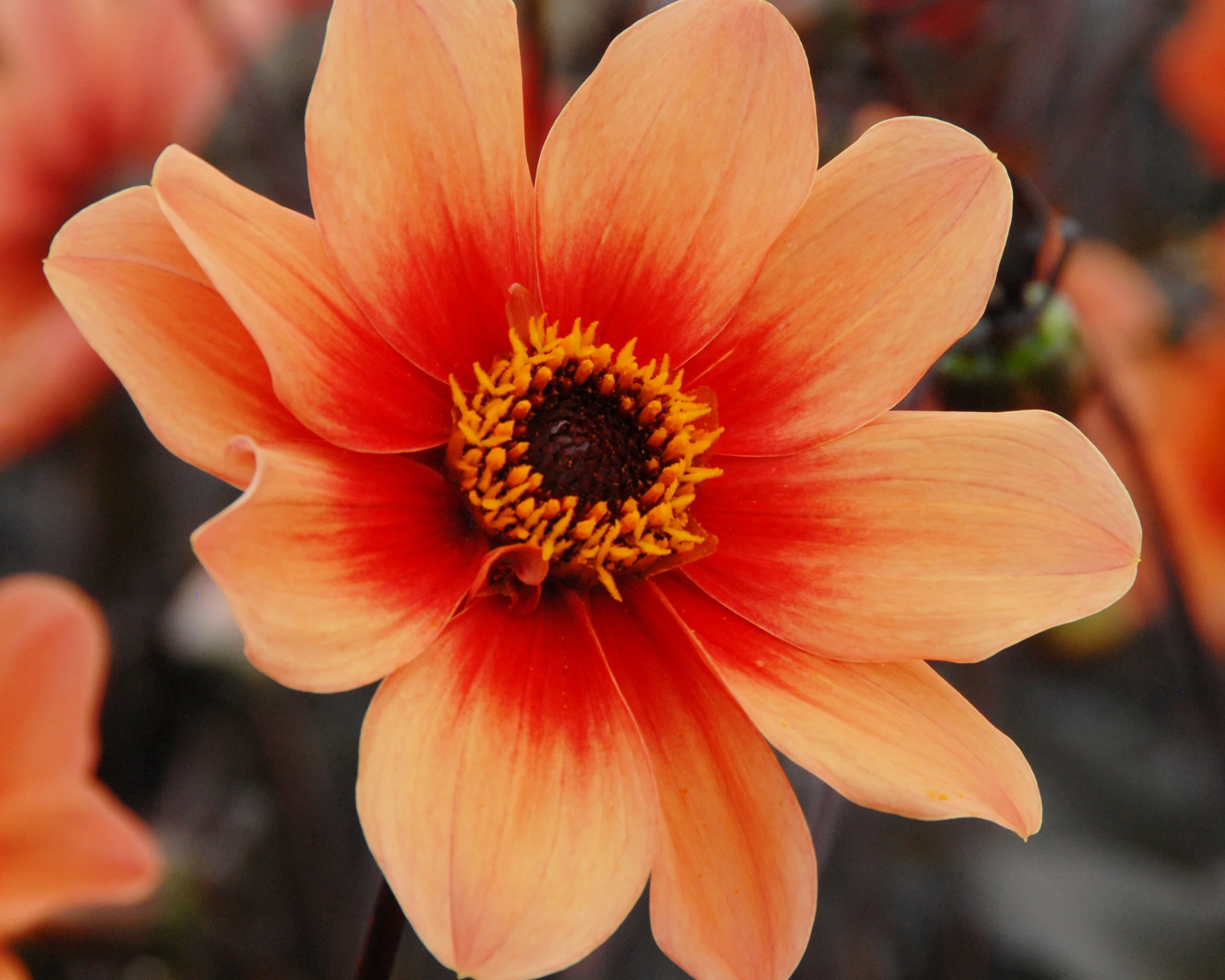 Dahlia 'HS Date' - Image 4