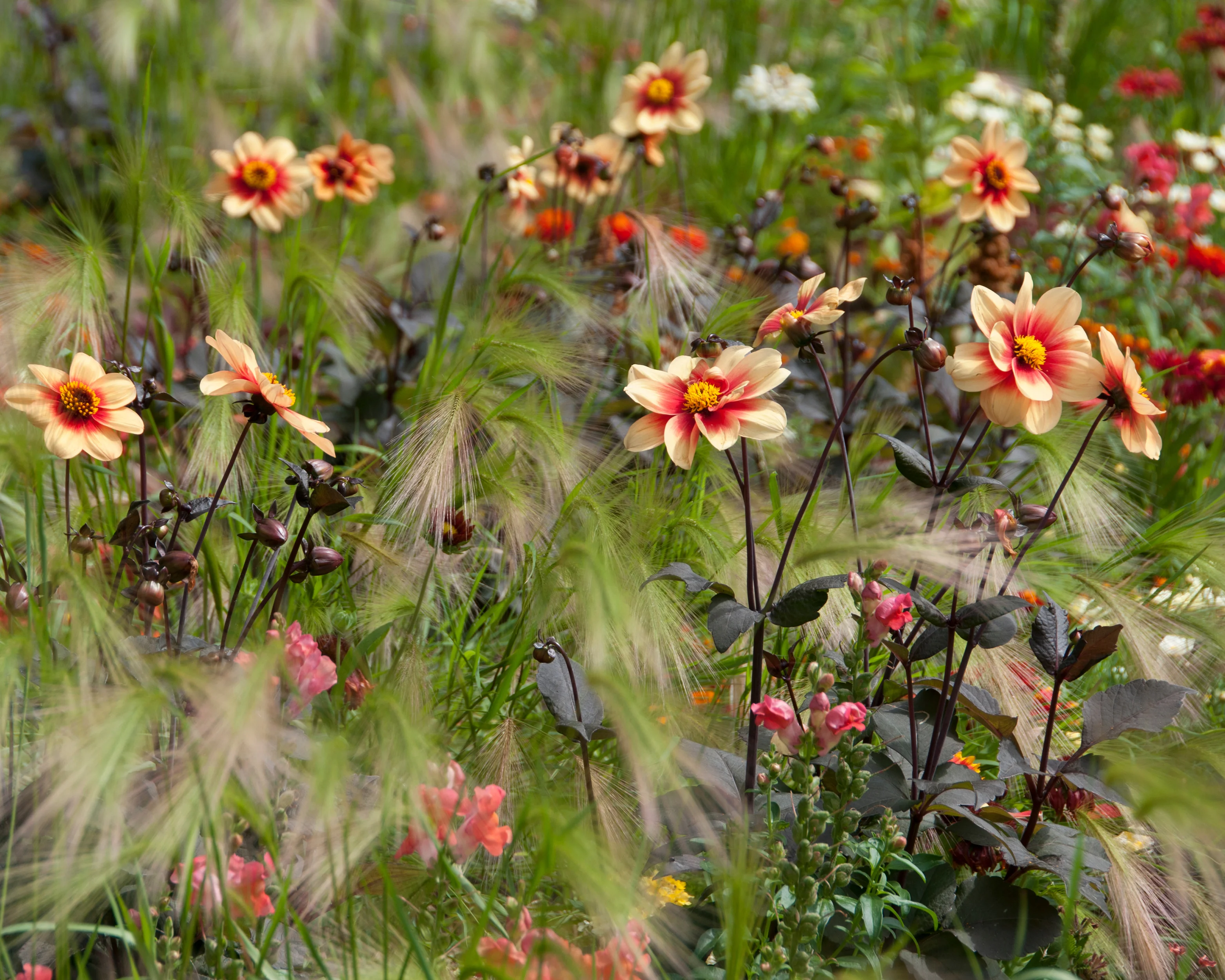Dahlia 'HS Date' - Image 5