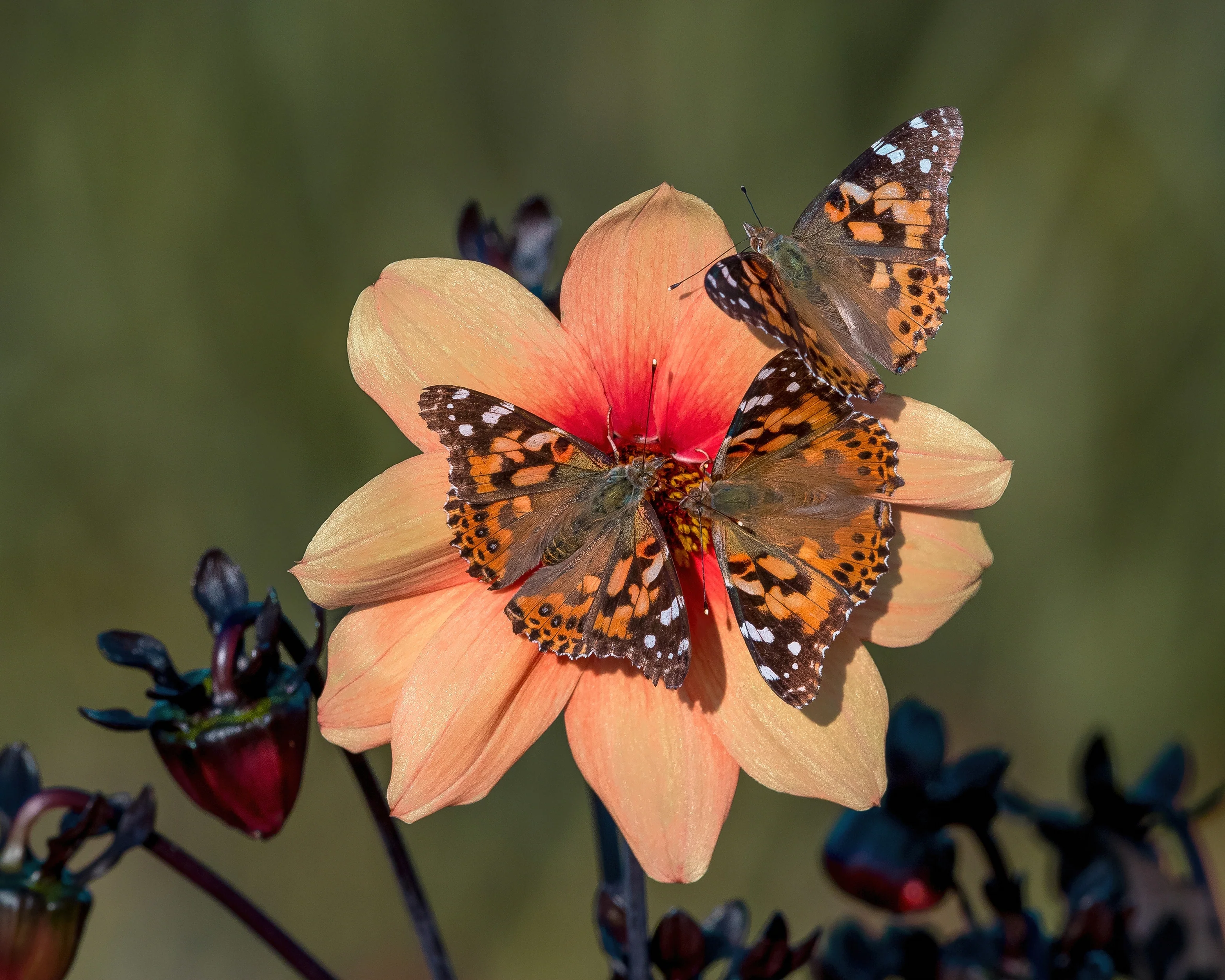 Dahlia 'HS Date' - Image 6